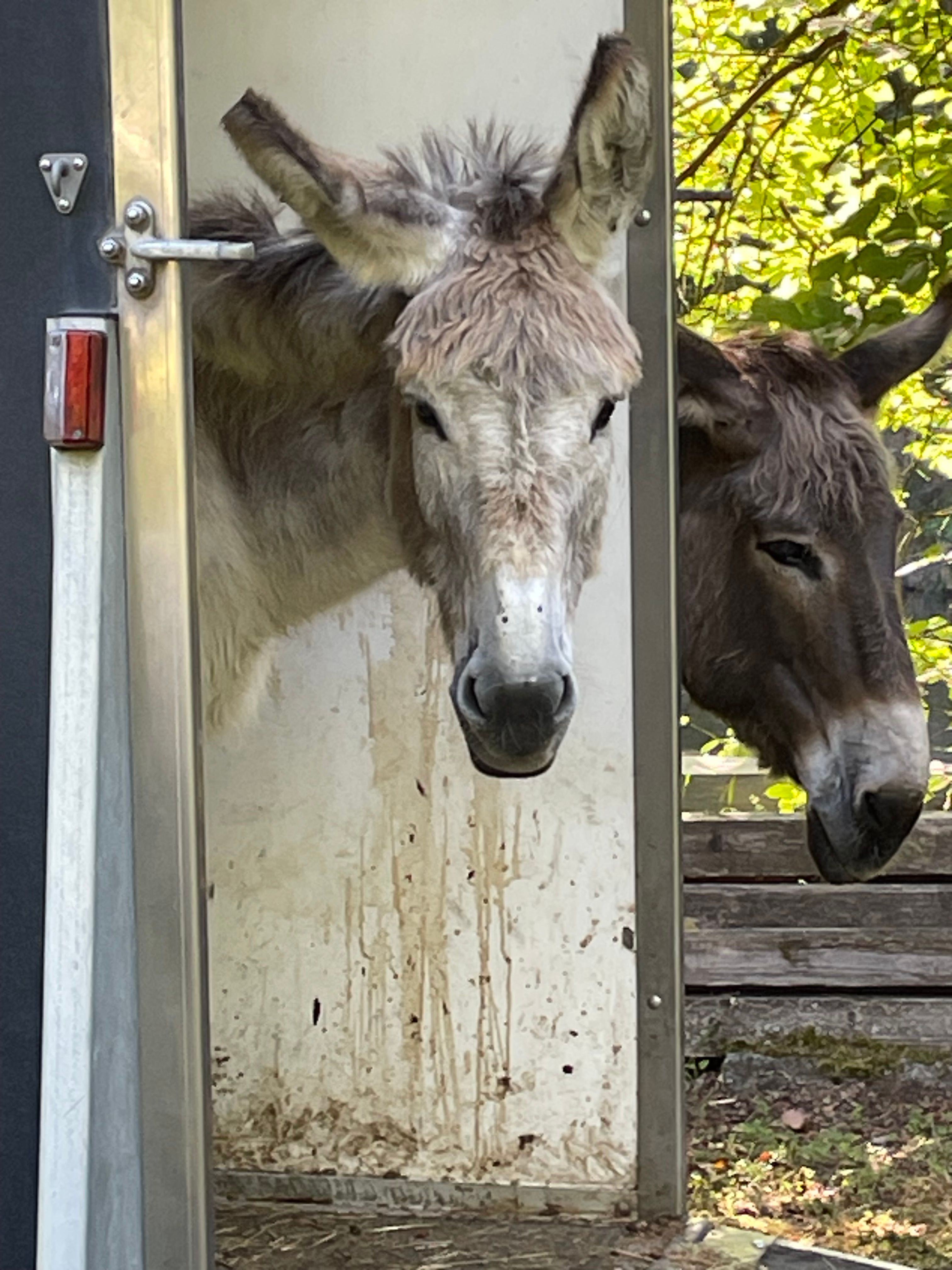 Eselwanderung am Esperanzahof