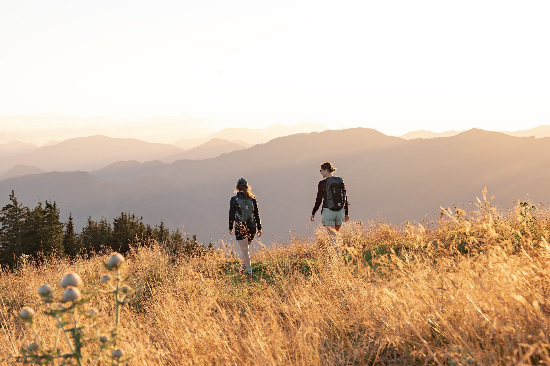 Zwei Wanderer genießen den atemberaubenden Blick über die sanften Hügel der Ybbstaler Alpen, während die goldenen Gräser im Abendlicht leuchten. Die frische Bergluft und die ruhige Atmosphäre laden dazu ein, die Schönheit der Natur in vollen Zügen zu erleben.