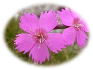 WANDERBLUME ST. AEGYD_10 - Steinnelkenweg