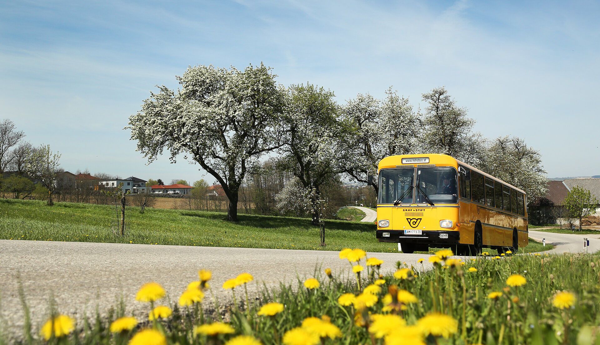 Die Birnbäume blühen in voller Pracht und verleihen der Landschaft eine zauberhafte Atmosphäre. Ein nostalgischer Retrobus fährt gemächlich entlang der kurvenreichen Straße, umgeben von leuchtend gelben Löwenzahnblüten, die den Frühling willkommen heißen.