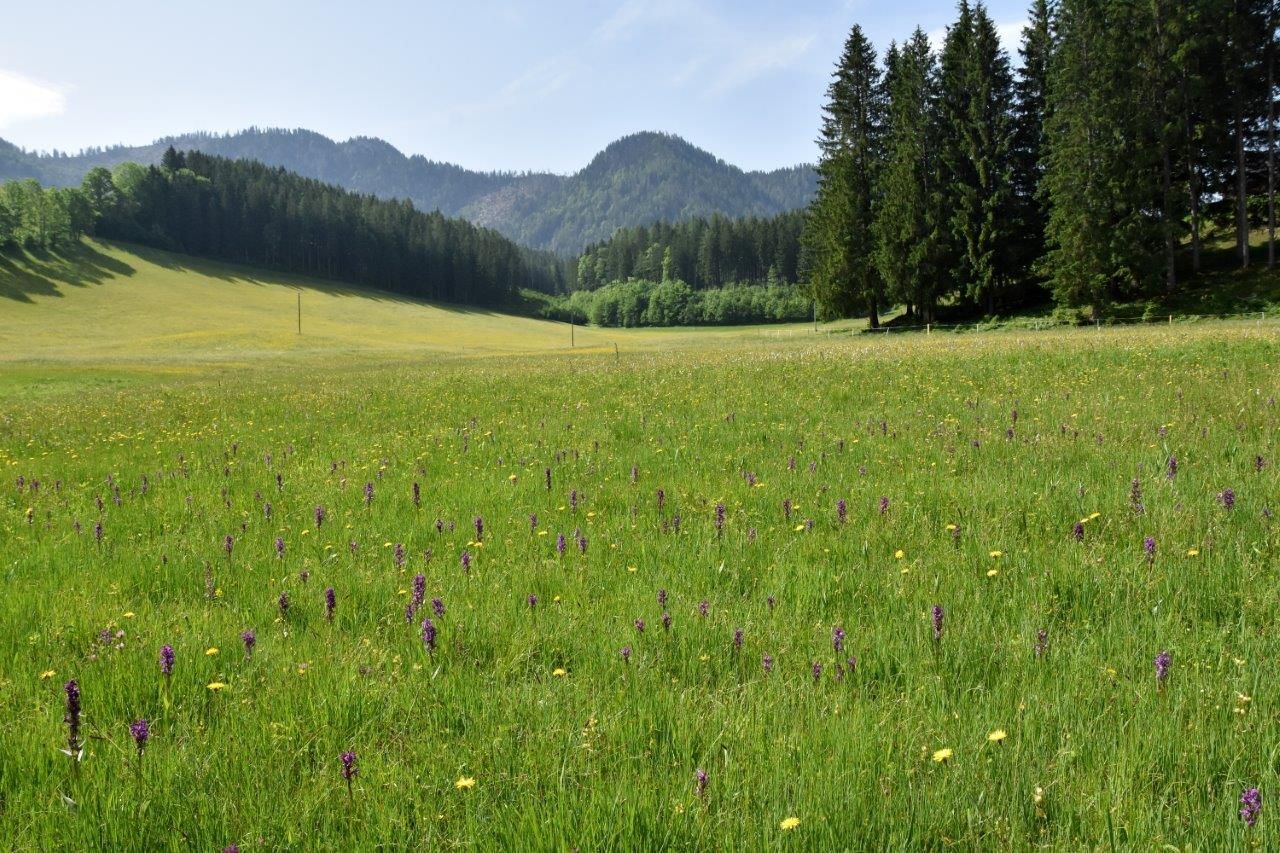Schauwiese Seisenbachau bei Göstling an der Ybbs