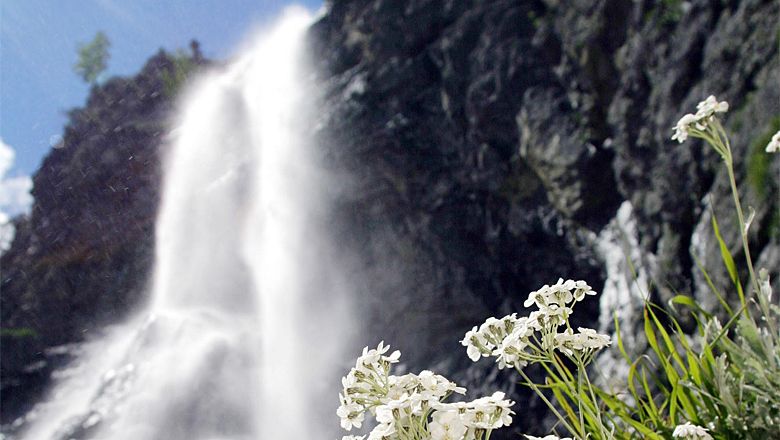 Ein Wasserfall stürzt neben einer Felswand herab, im Vordergrund sind weiße Blumen zu sehen.