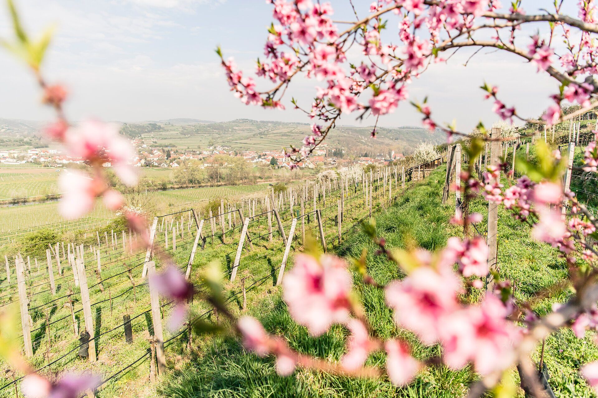 Die sanften Hügel sind mit zarten Kirschblüten geschmückt, während die Weinreben in der warmen Frühlingssonne erblühen. Ein malerischer Ausblick auf die idyllische Landschaft lädt dazu ein, die Seele baumeln zu lassen und die frische Luft zu genießen.