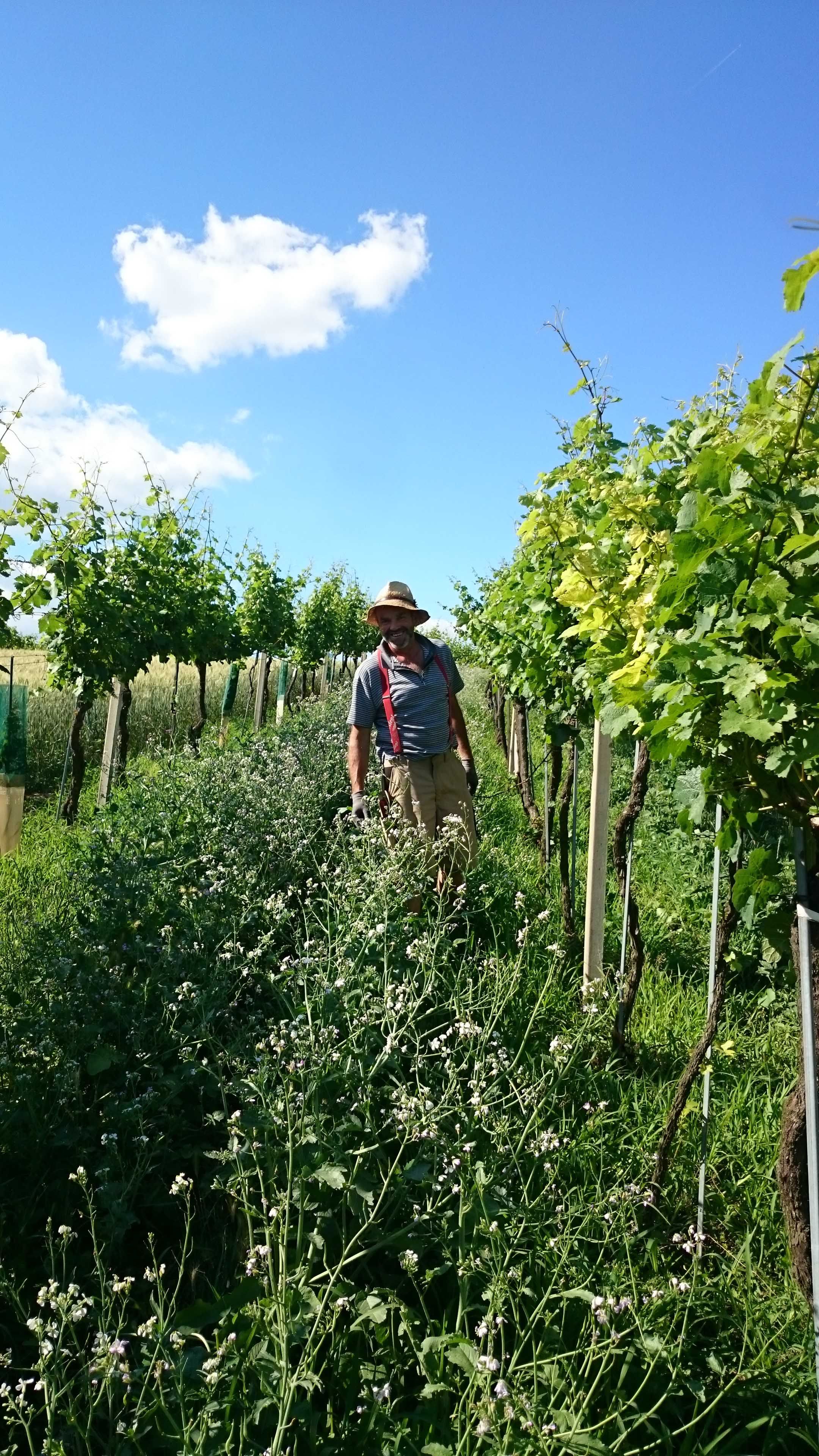 Ein Mann mit Strohhut steht zwischen Weinreben unter blauem Himmel.