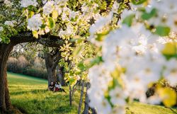 Die zarten Blüten der Birnbäume erstrahlen im warmen Frühlingslicht und verleihen der Landschaft eine romantische Atmosphäre. Unter den blühenden Ästen genießen Besucher die Ruhe und die Schönheit der Natur, während die sanften Hügel des Mostviertels im Hintergrund leuchten.
