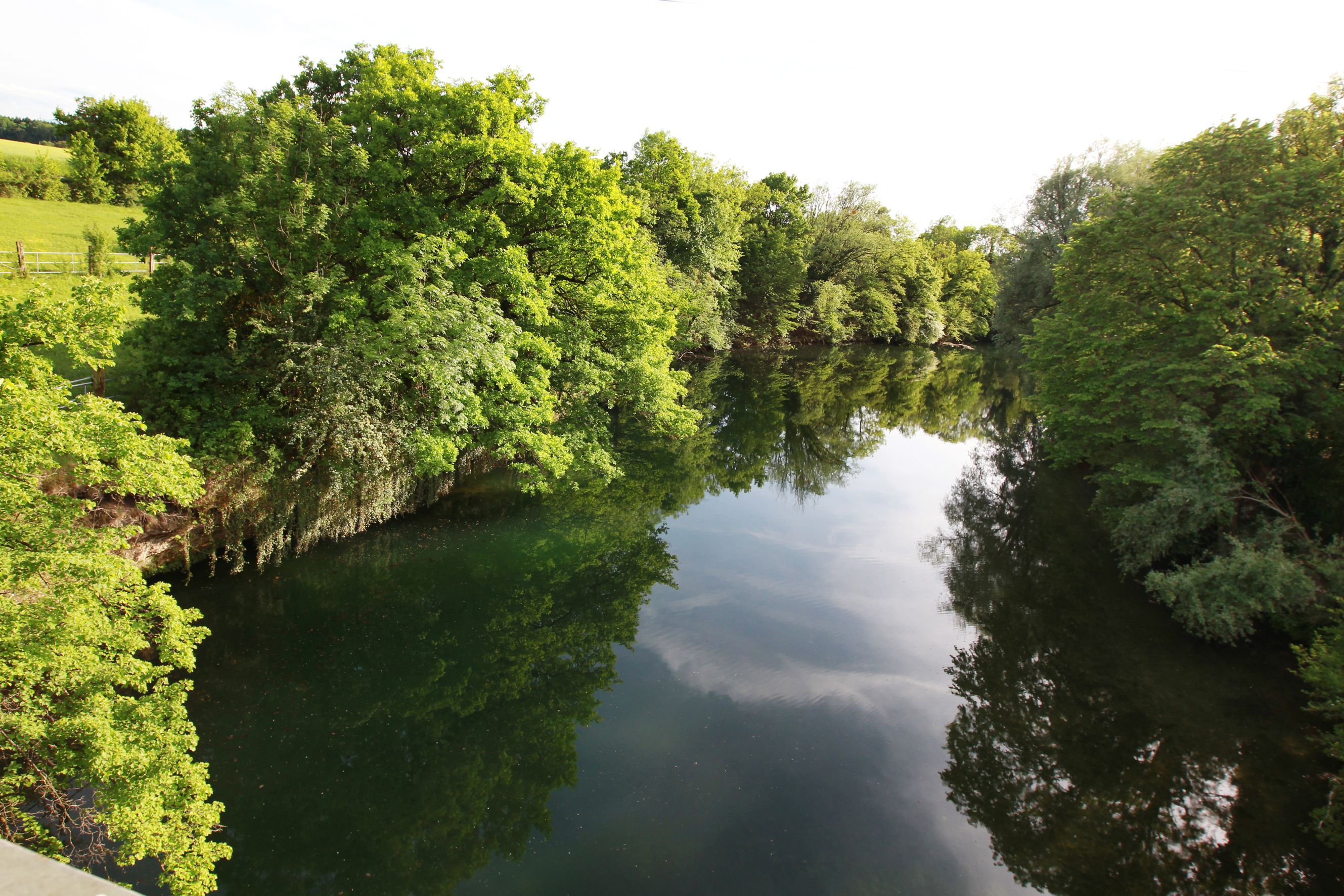 Fluss Erlauf bei Wieselburg mit grünen Bäumen am Ufer.