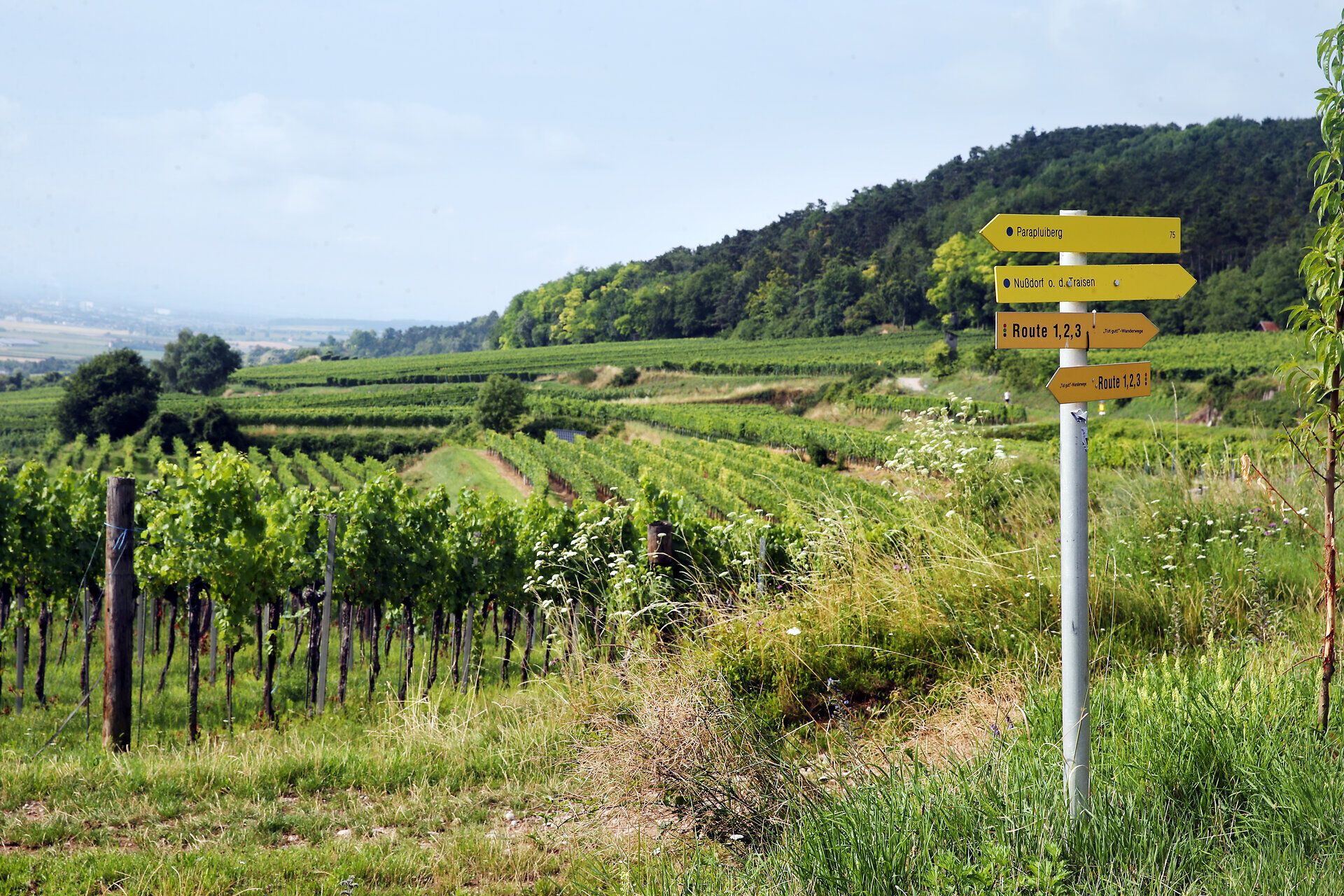 Wanderung auf den Parapluiberg