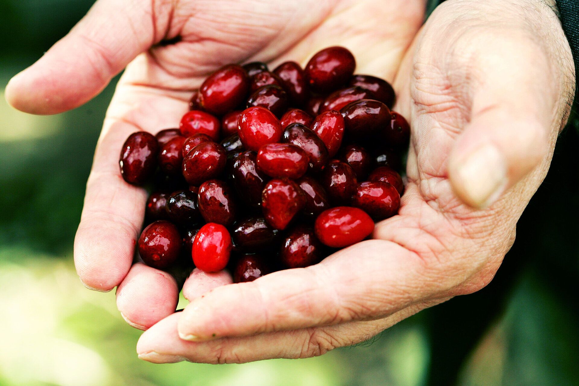 In den Händen eines Wanderers funkeln die leuchtend roten Dirndlfrüchte, die die Umgebung mit ihrem süßen Duft erfüllen. Diese kleinen, saftigen Beeren laden dazu ein, die Natur zu genießen und die frische Bergluft zu atmen. Ein perfekter Moment, um die Schönheit des Pielachtals zu erleben.