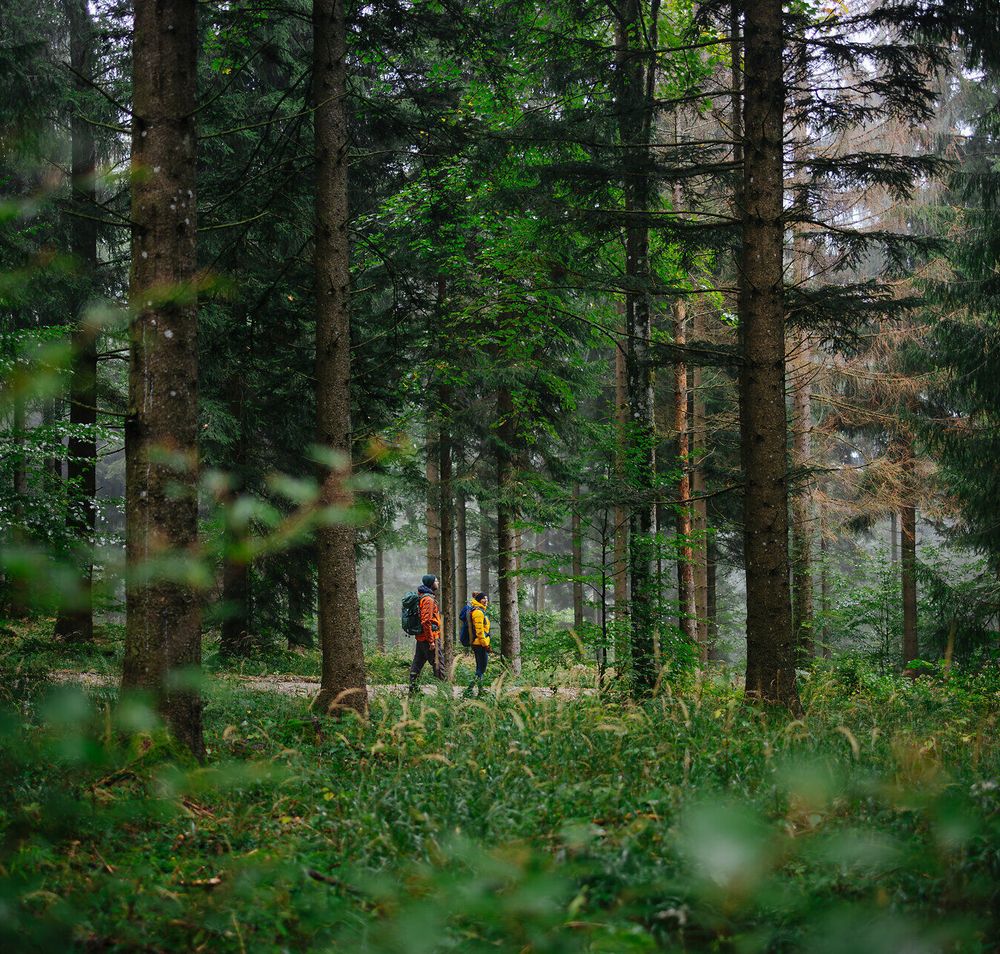 Zwei Wanderer in bunten Jacken gehen durch einen üppigen Wald, dessen dichte Vegetation und die hohen Bäume eine Atmosphäre von Naturverbundenheit und Ruhe erzeugen.