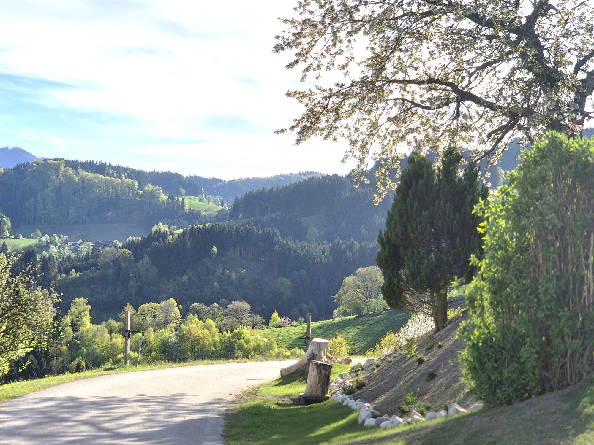 Landschaft mit Hügeln, Bäumen und einem Weg im Vordergrund.