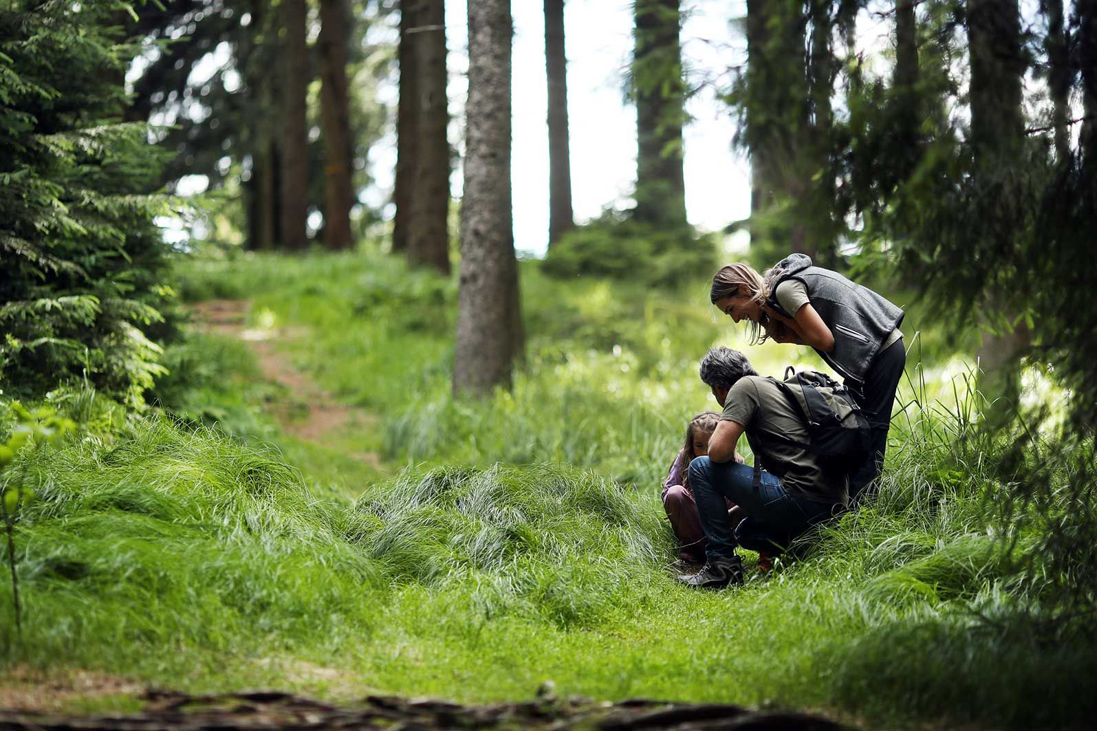 Eltern mit Tochter schauen im lichten Fichtenhochwald auf den grasbewachsenen Boden. 