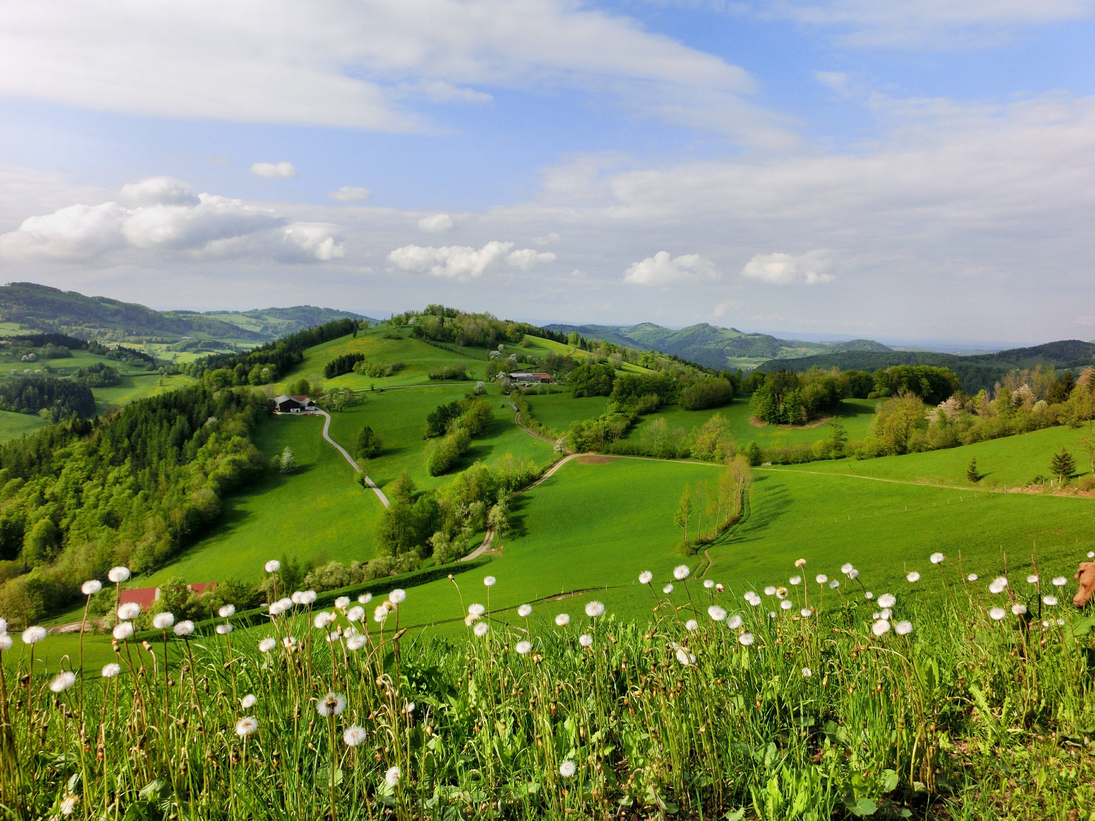 Grüne Hügellandschaft mit Löwenzahn im Vordergrund und bewölktem Himmel.
