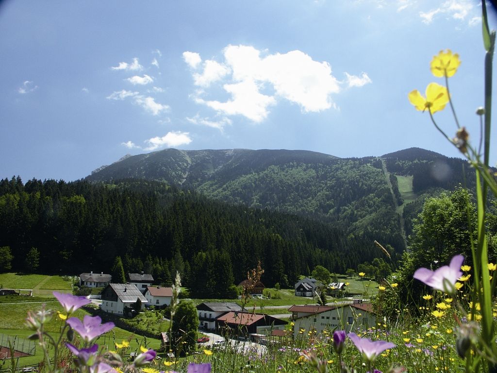 Berglandschaft mit Blumenwiese und Dorf im Vordergrund, Wald und Berg im Hintergrund.