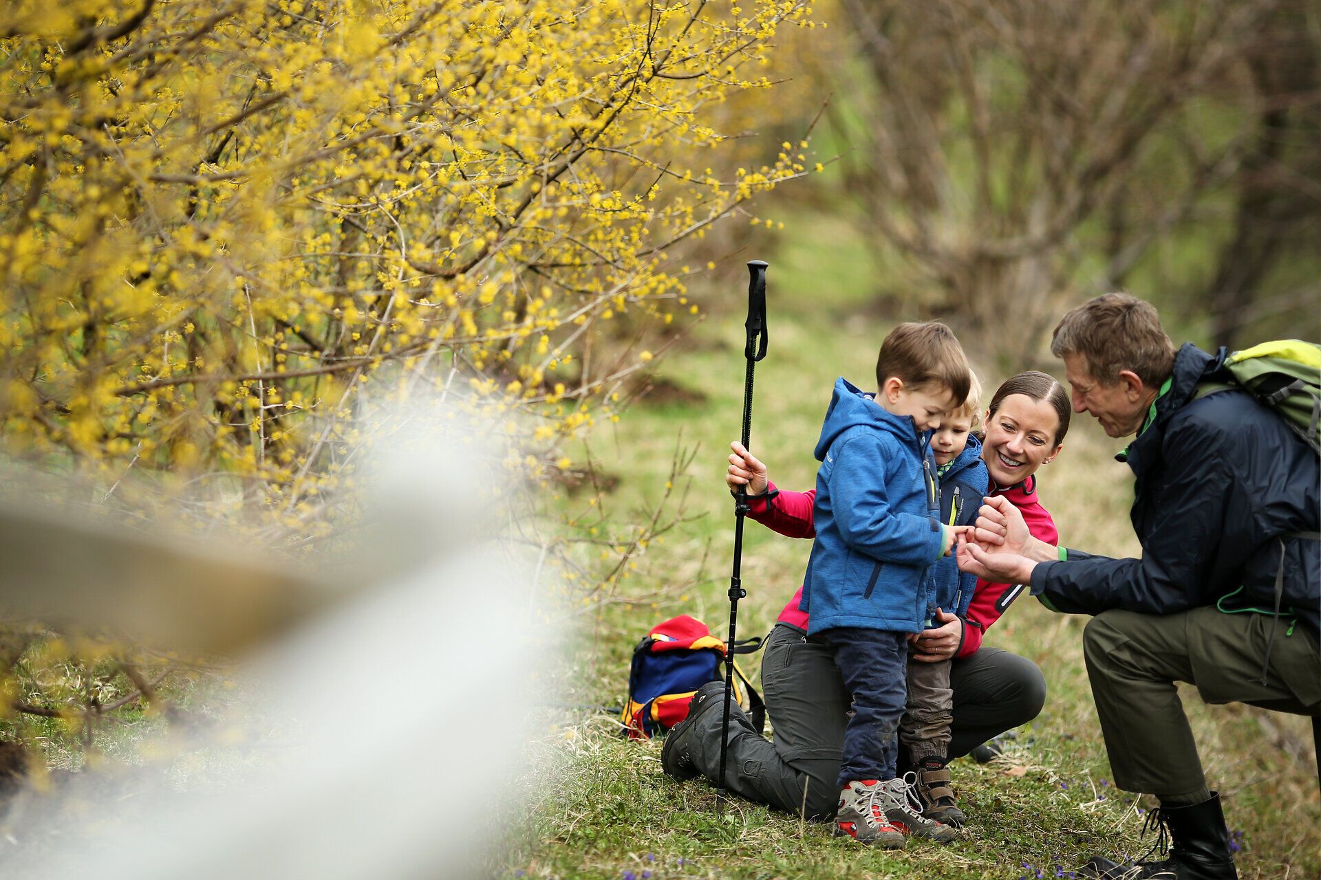 Inmitten der blühenden Dirndlbäume genießen eine Familie und ihre Kinder die frische Luft und die Schönheit der Natur. Lachen und Freude erfüllen die Atmosphäre, während sie die ersten warmen Sonnenstrahlen des Frühlings erleben. Diese Wanderung ist ein unvergessliches Erlebnis für Groß und Klein.