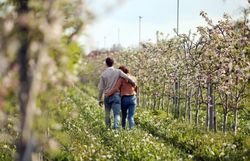 Ein Paar schlendert Hand in Hand durch die blühenden Obstplantagen, umgeben von der frischen Luft des Frühlings. Die zarten Blüten der Apfelbäume verleihen der Szenerie eine romantische Atmosphäre, während die sanften Hügel im Hintergrund die idyllische Landschaft abrunden.