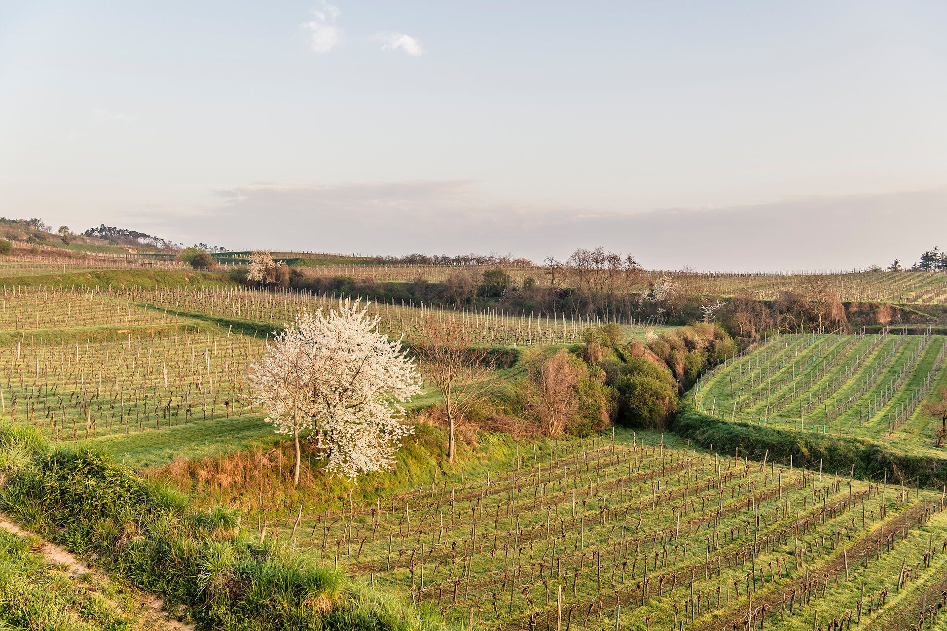 Die sanften Hügel des Traisentals sind in ein zartes Grün gehüllt, während ein blühender Baum in der Mitte des Weinbergs für einen Hauch von Frühlingszauber sorgt. Die ruhige Landschaft lädt dazu ein, die frische Luft zu genießen und die Schönheit der Natur zu erleben.