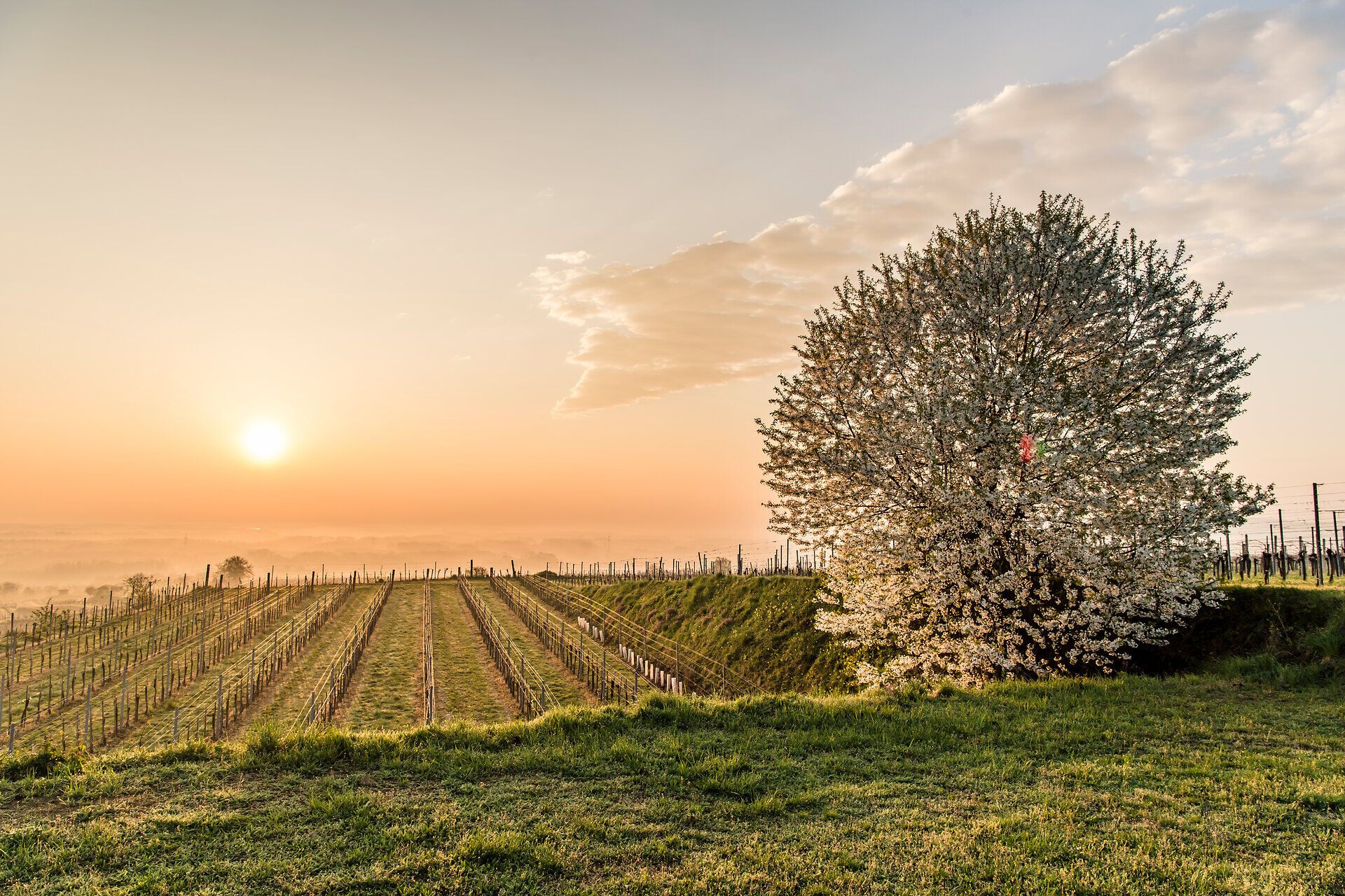 Die sanften Hügel des Traisentals erstrahlen im warmen Licht der Morgensonne, während die blühenden Obstbäume eine zauberhafte Kulisse bieten. Hier, wo die Natur in voller Blüte steht, lädt die idyllische Landschaft zu einem entspannten Spaziergang ein und verspricht unvergessliche Erlebnisse.