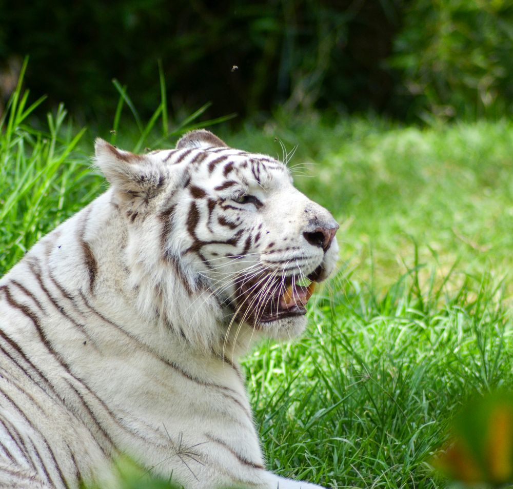 Weißer Tiger sitzt im Gras