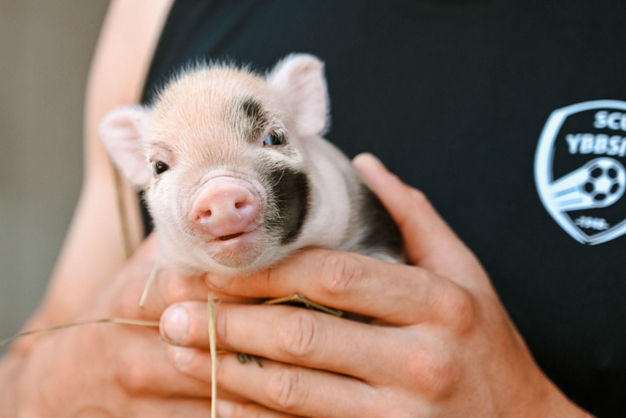 Ein kleines Ferkel wird von einer Person in einem schwarzen T-Shirt gehalten.