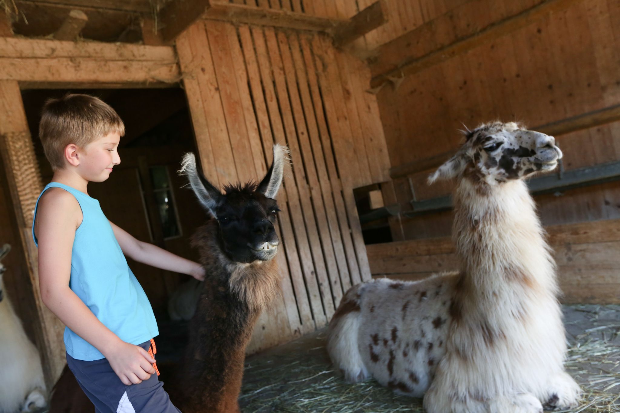 Ein Junge streichelt ein Lama in einem Stall, während ein weiteres Lama daneben sitzt.