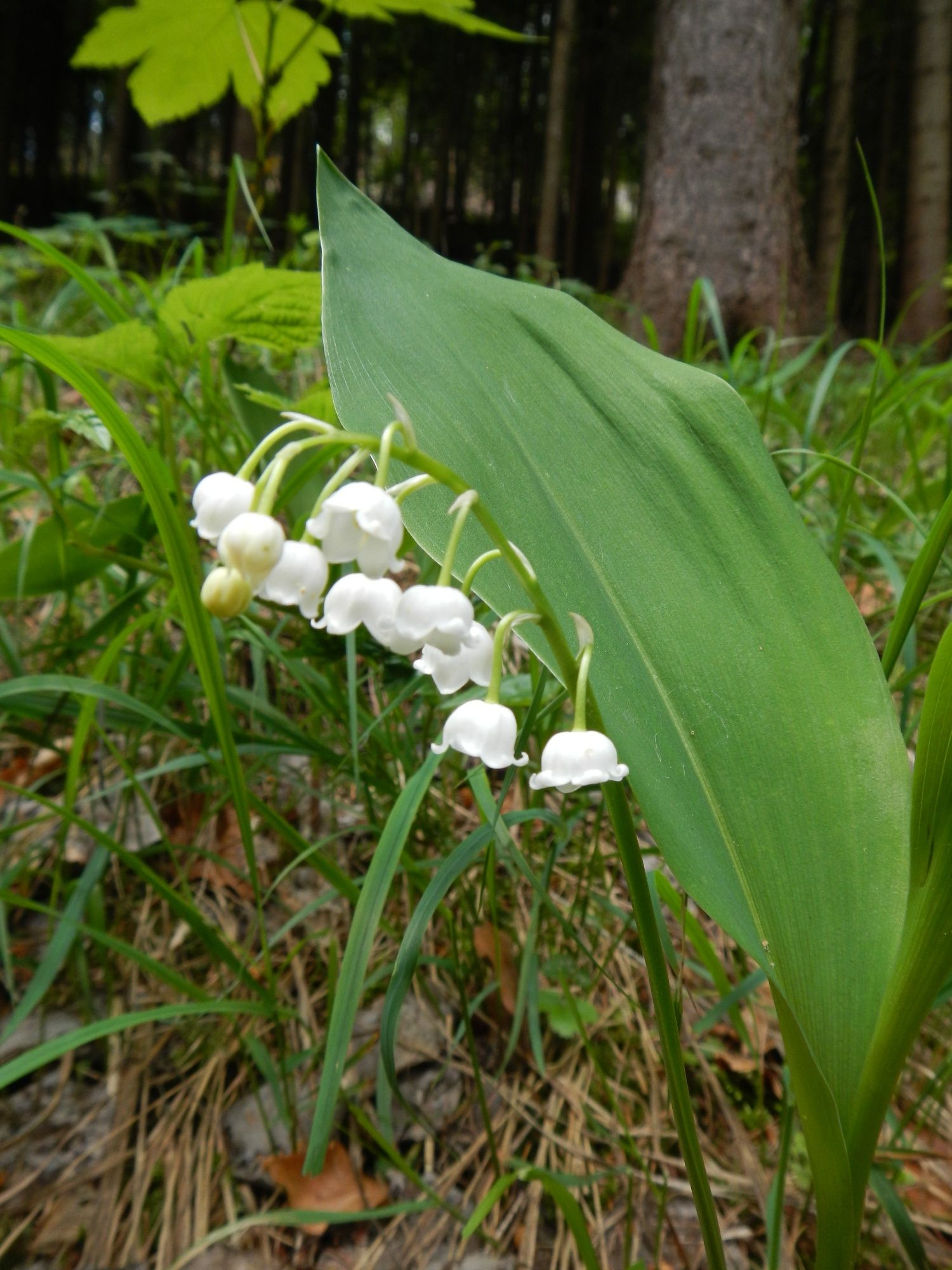 3_WANDERBLUME ST.AEGYD - Maiglöckchenweg