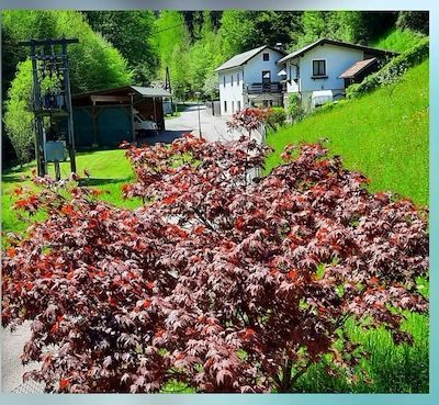 Ein roter Ahornbaum im Vordergrund mit der Ferienwohnung Schindlegger und grüner Landschaft im Hintergrund.