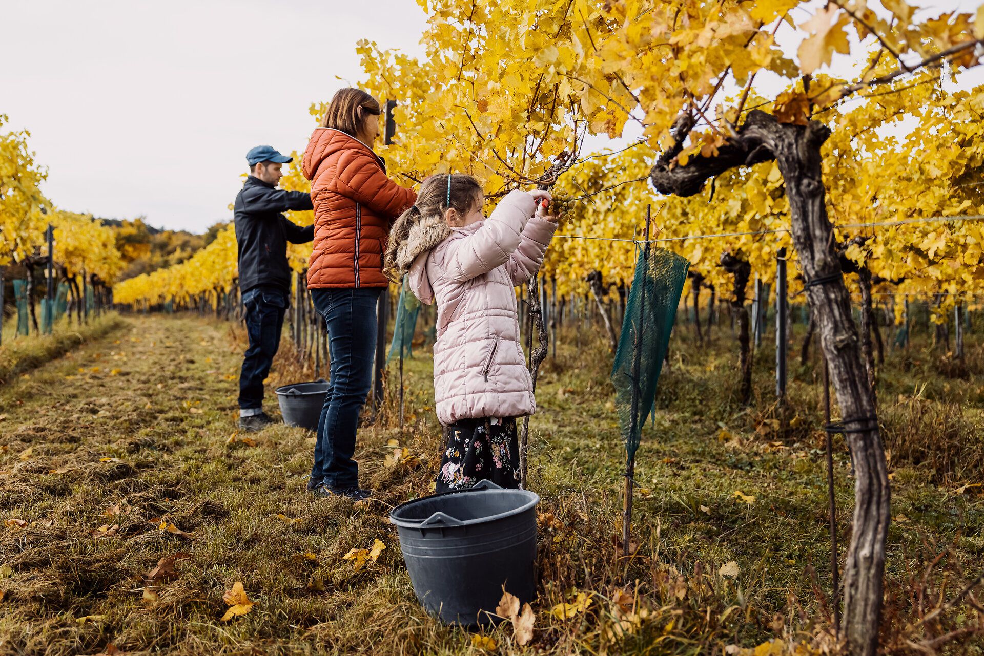 Inmitten der goldenen Weinreben ernten Familien gemeinsam die Trauben und genießen die frische Herbstluft. Die bunten Blätter der Reben schaffen eine malerische Kulisse, die den Charme des Weinlandes Traisental perfekt einfängt.
