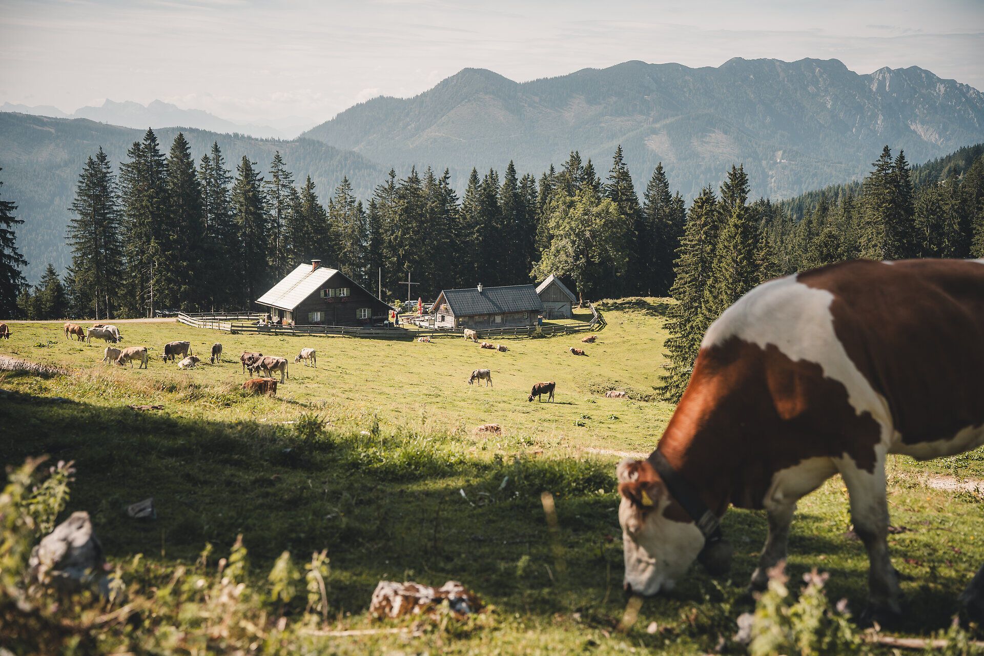 Kühe auf der Alm bei der Kitzhütte im Gebiet Eisenstraße im Mostviertel.