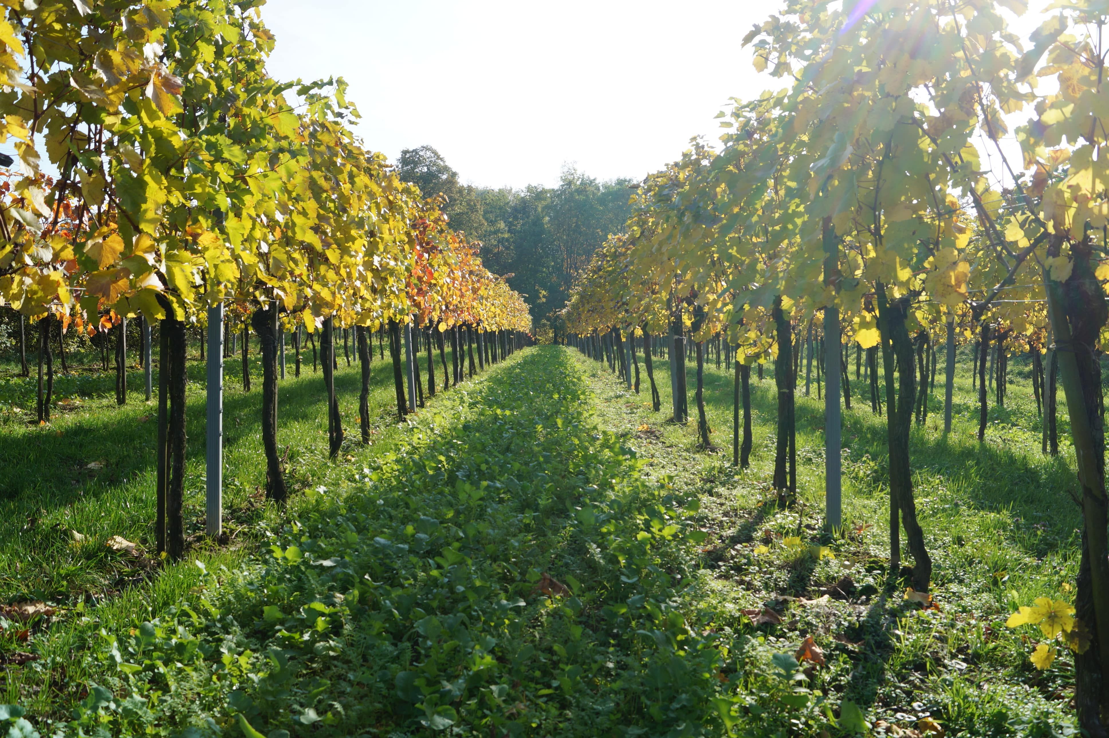 Ein Weingarten mit Reihen von Rebstöcken und herbstlich gefärbten Blättern unter strahlendem Sonnenschein.