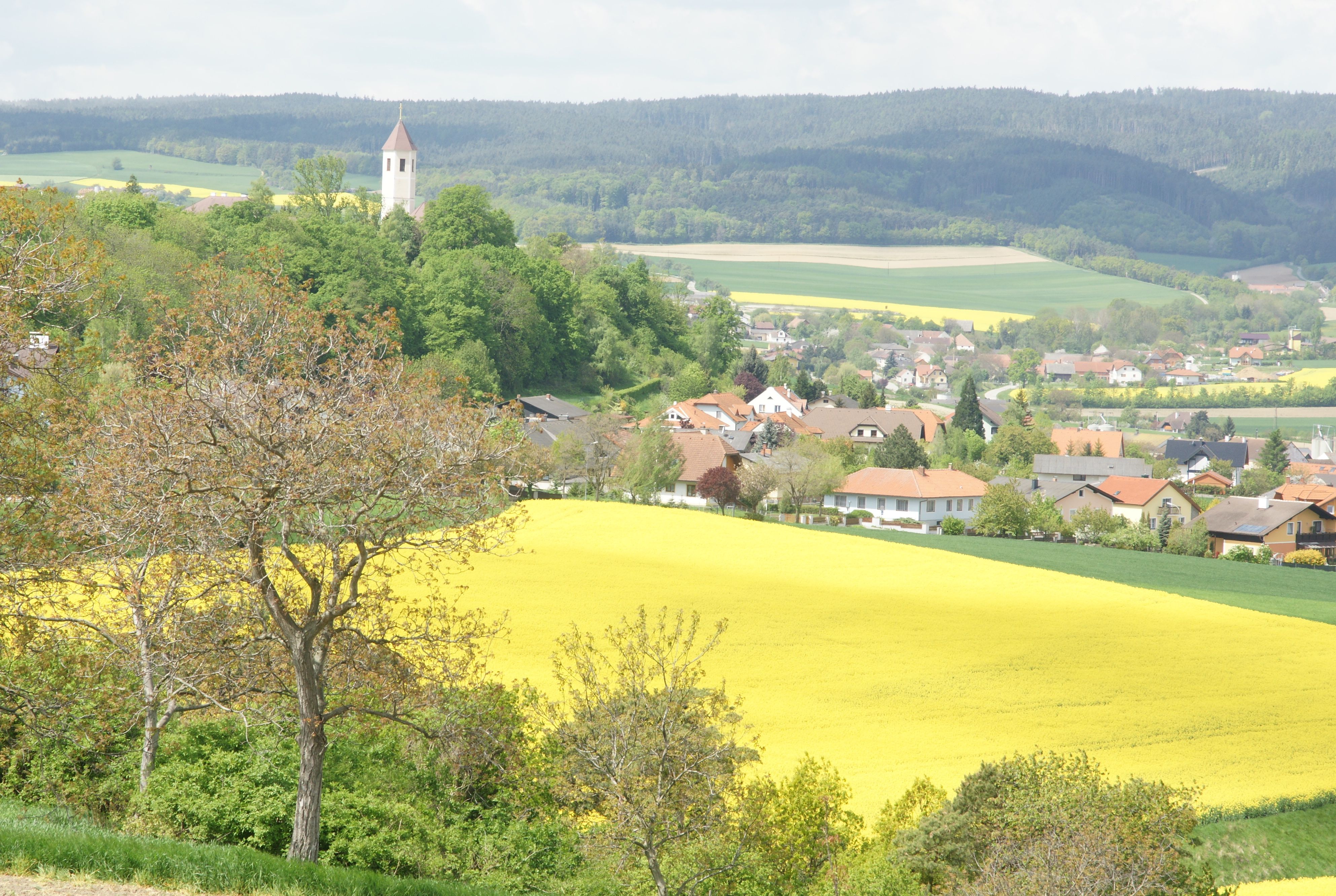 Landschaft mit gelbem Rapsfeld, Dorf und Kirchturm im Hintergrund.