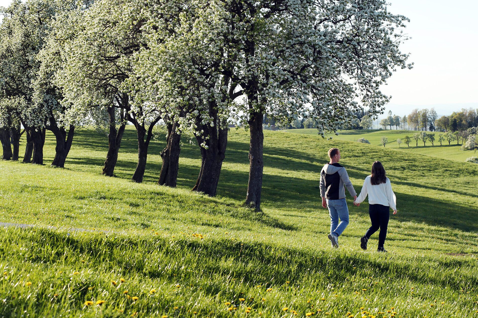 Spaziergänger auf grüner Wiese, im Hintergrund bühende Birnbäume.