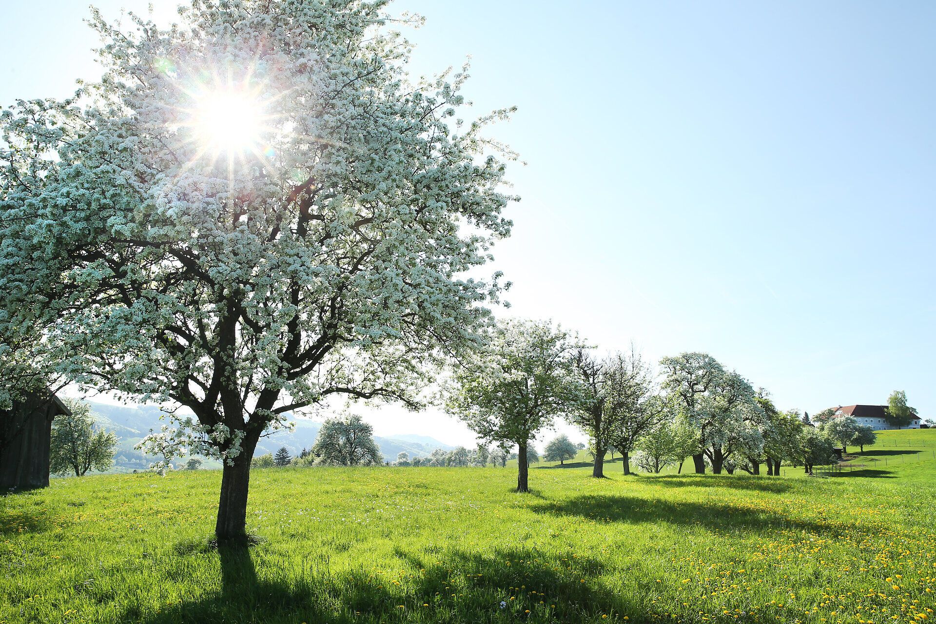Die Birnbäume blühen in voller Pracht und verwandeln die Landschaft in ein zauberhaftes Blütenmeer. Die sanften Sonnenstrahlen durchdringen die zarten Blüten und schaffen eine friedliche Atmosphäre, die zum Verweilen einlädt. Ein Spaziergang entlang der Moststraße verspricht unvergessliche Eindrücke und die Schönheit der Natur.