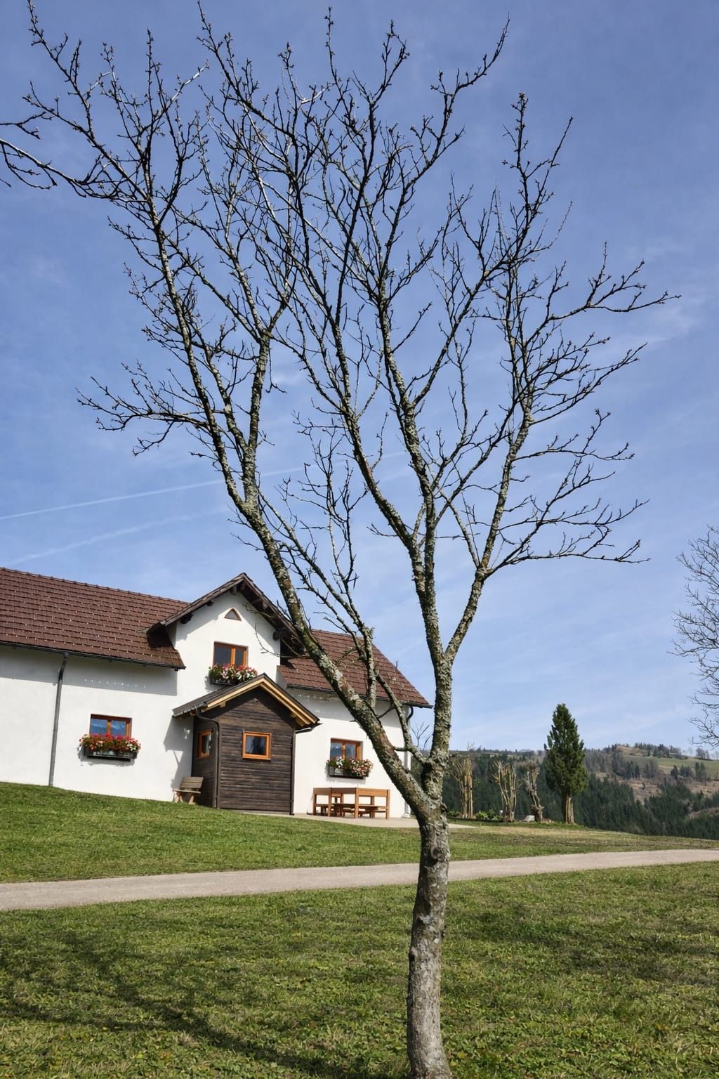 historische Bauernhaus mit roten Dachziegeln und Blumenkästen vor einem blätterlosen Baum auf einer grünen Wiese.