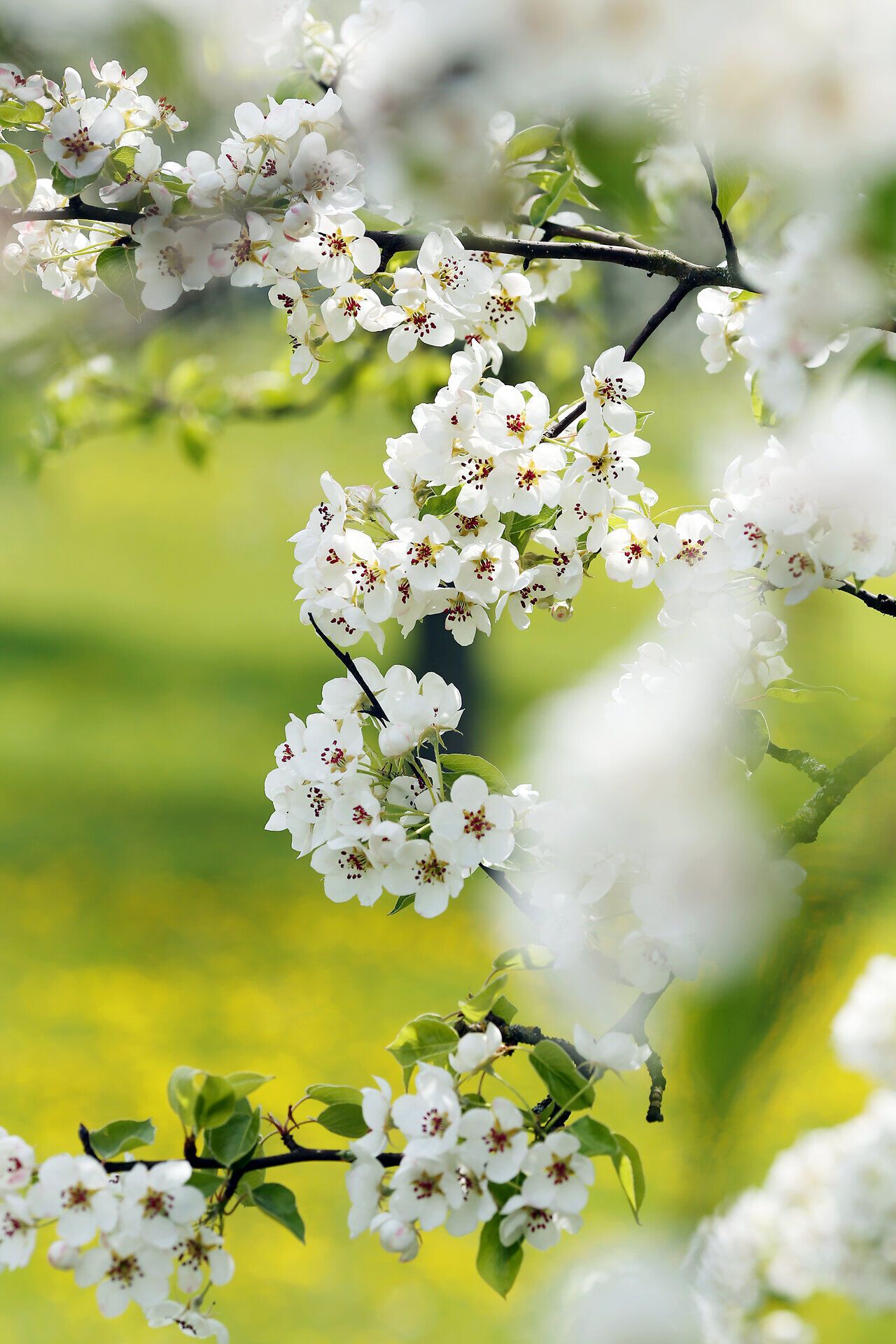 Die zarten Blüten des Birnbaums erstrahlen in voller Pracht und verleihen der Landschaft einen Hauch von Magie. Inmitten der blühenden Bäume entfaltet sich die Schönheit des Frühlings, während die sanften Winde die süßen Düfte der Natur verbreiten. Ein perfekter Ort, um die Seele baumeln zu lassen und die Farben des Lebens zu genießen.