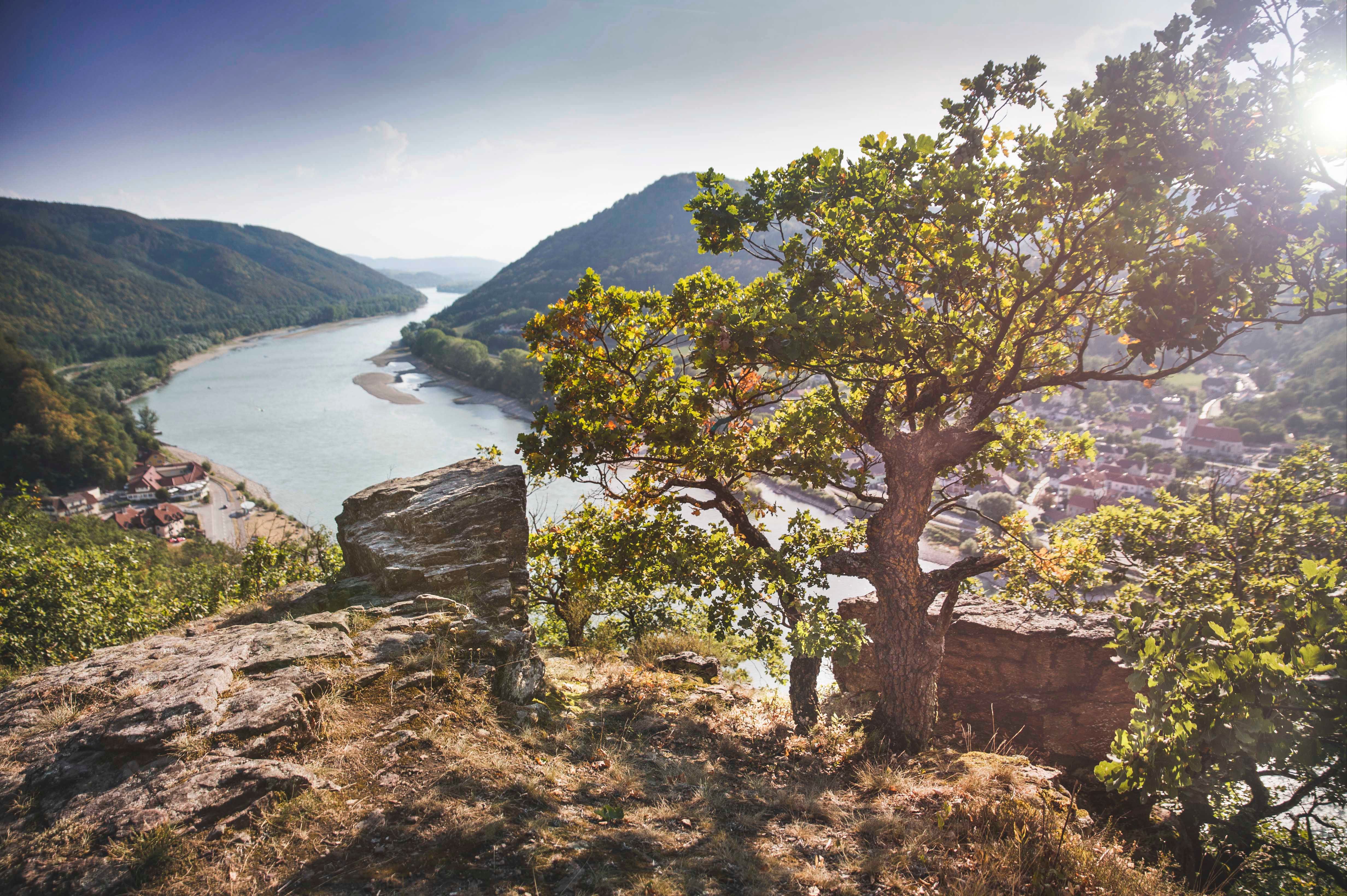 Aussicht von einem Felsen mit Baum auf die Donau