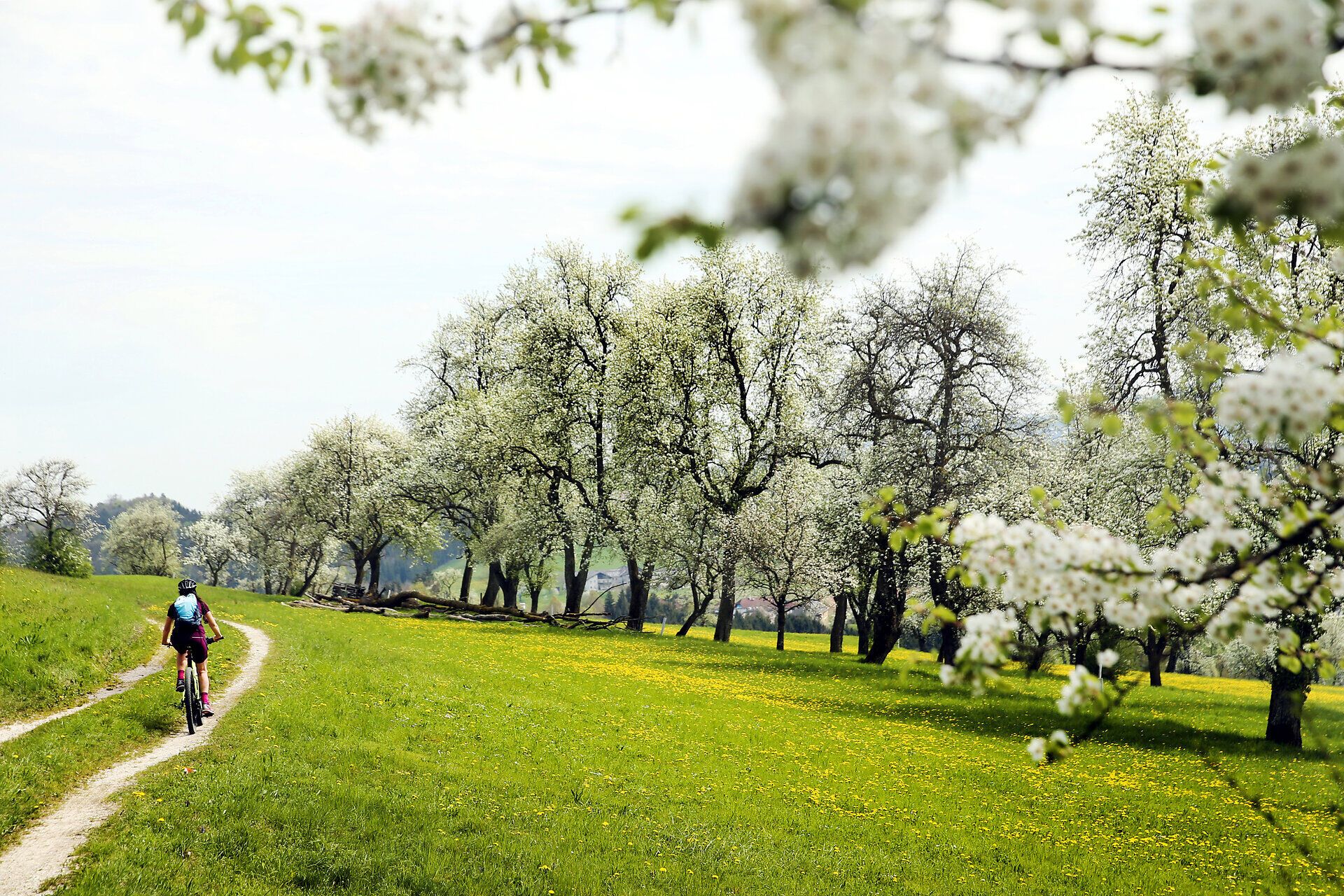 Die Birnbaumblüte verzaubert die Landschaft mit ihren zarten, weißen Blüten, die im sanften Frühlingslicht erstrahlen. Radfahrer genießen die idyllische Umgebung, während sie durch die blühenden Obstgärten und die saftigen Wiesen gleiten. Ein perfekter Ort, um die Schönheit der Natur und die frische Luft zu erleben.