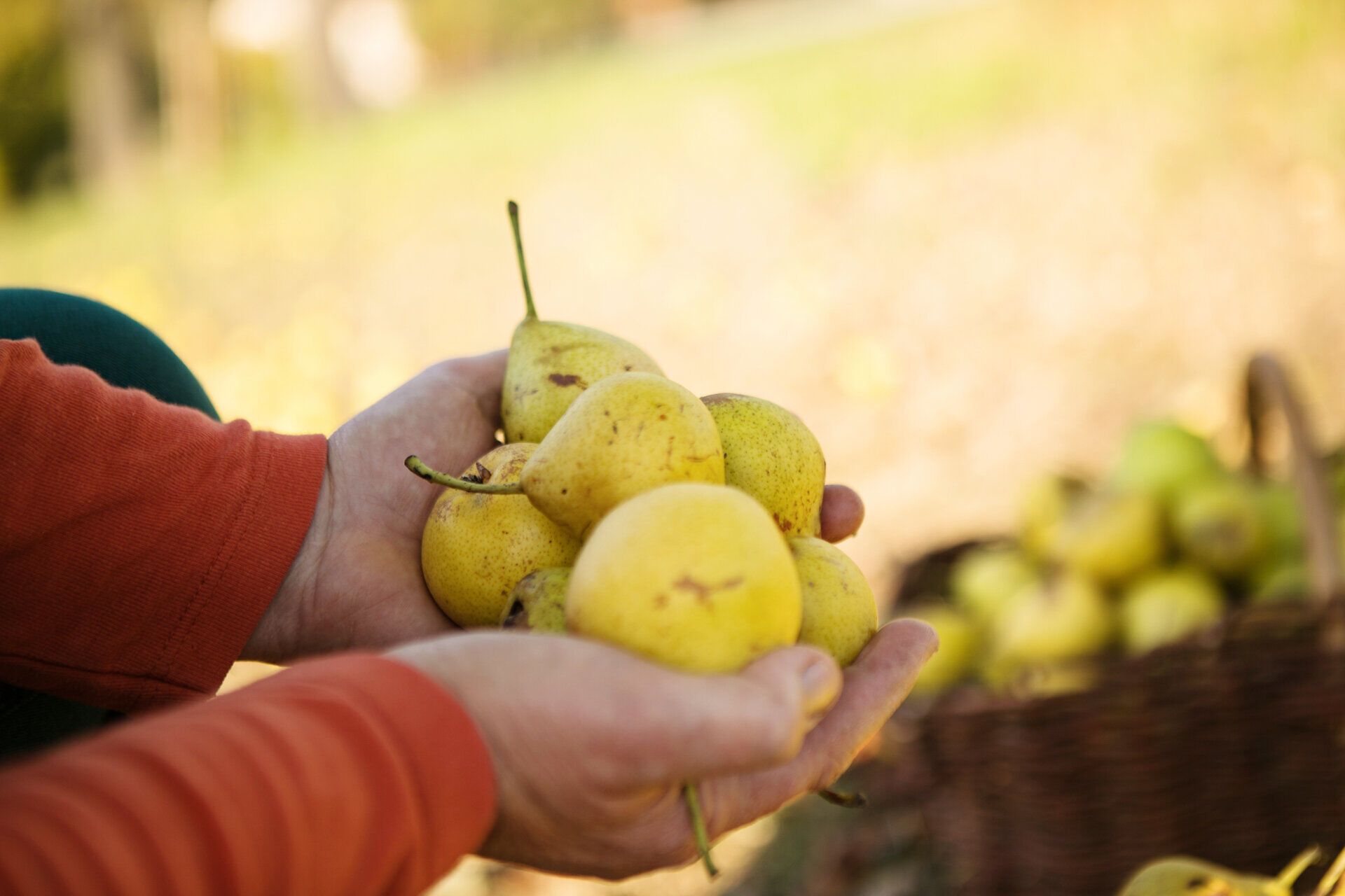 In der goldenen Herbstsonne erstrahlen die saftigen Birnen, die frisch vom Baum gepflückt wurden. Die Erntezeit bringt Freude und Gemeinschaft, während die süßen Früchte auf den Bauernmärkten der Region angeboten werden. Ein unvergessliches Erlebnis für alle, die die Aromen des Mostherbstes genießen möchten.