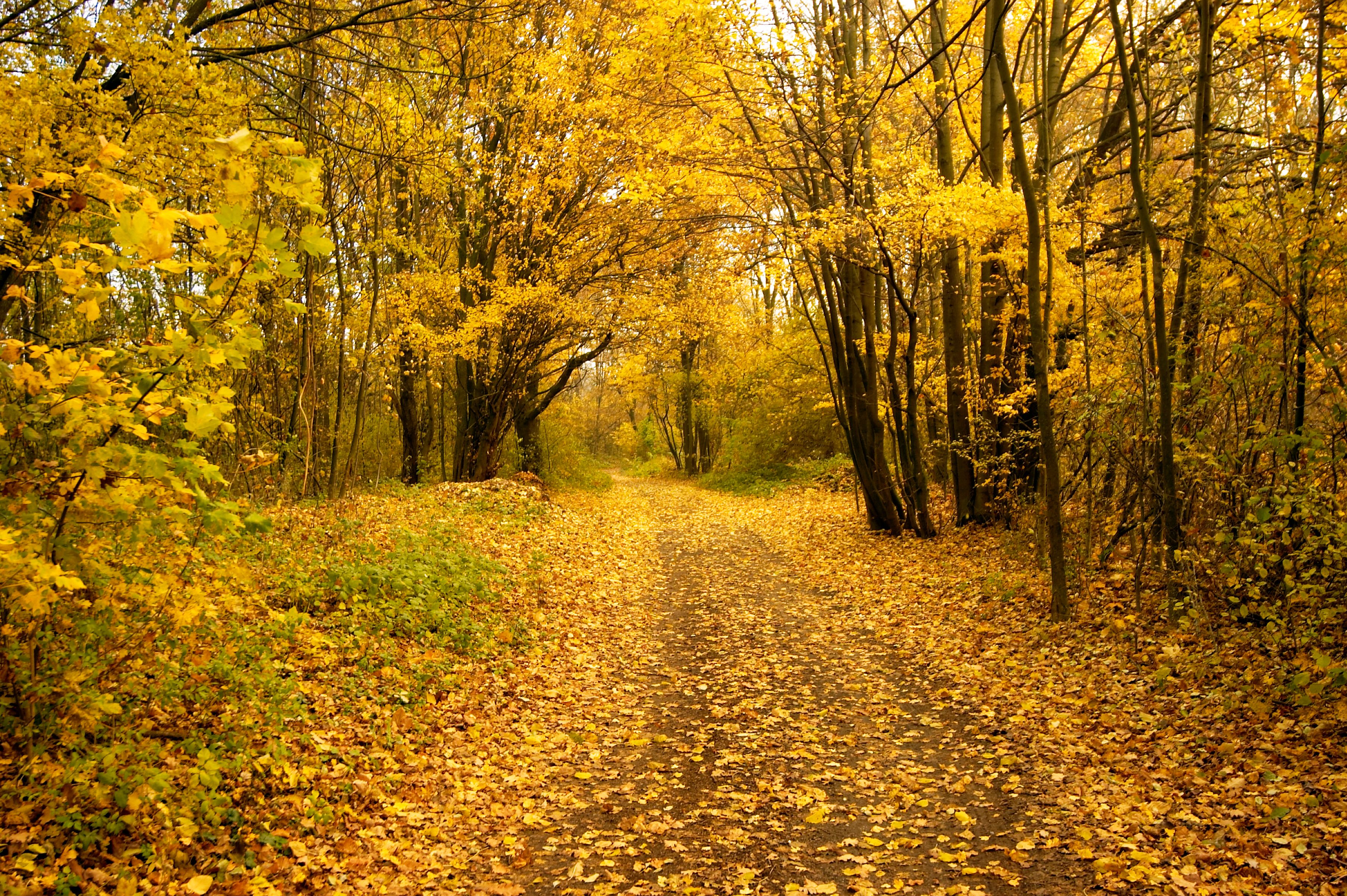 Ein herbstlicher Waldweg mit gelbem Laub bedeckt.