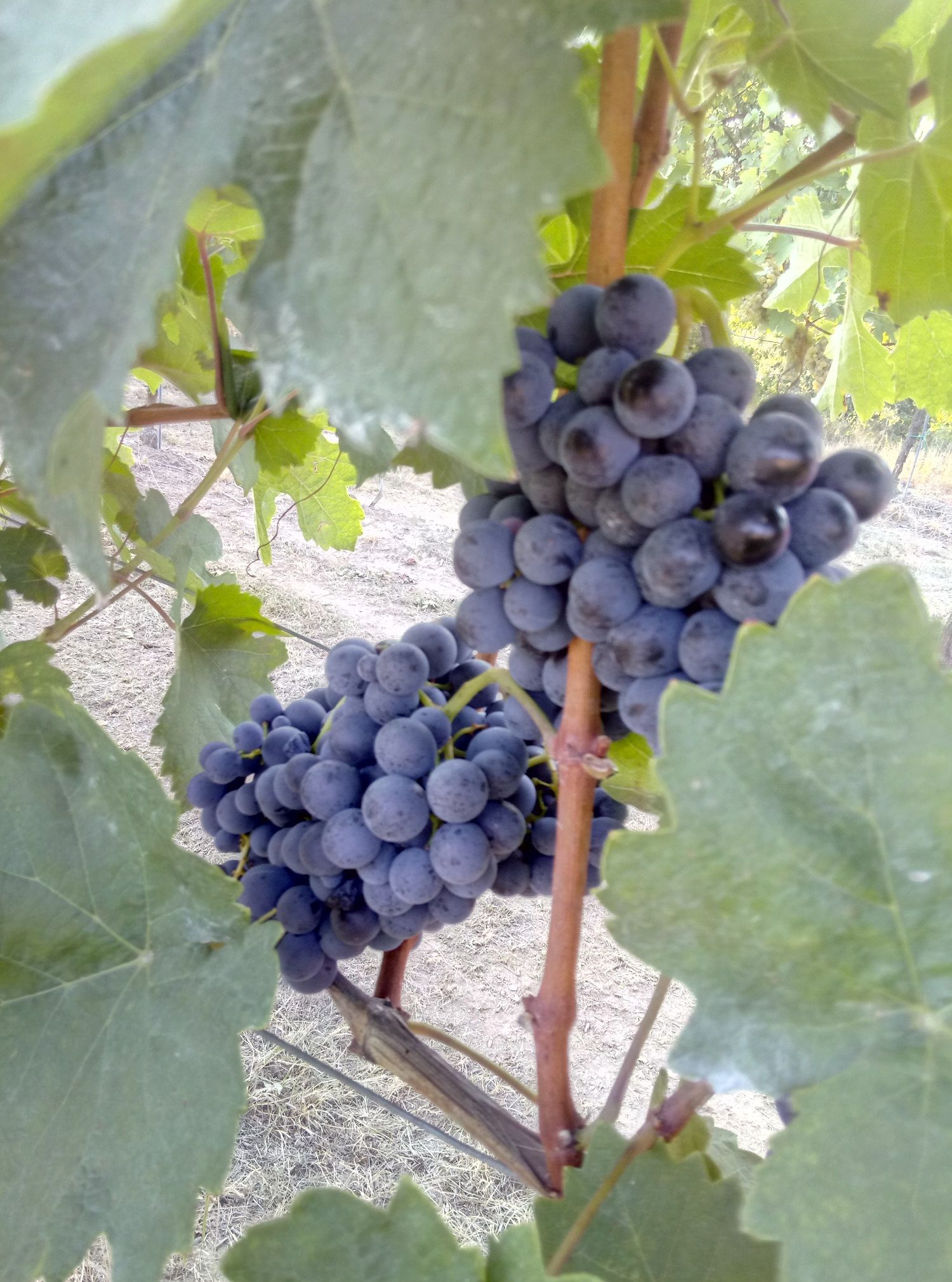 Nahaufnahme von reifen, dunkelblauen Weintrauben an einem Weinstock mit grünen Blättern.