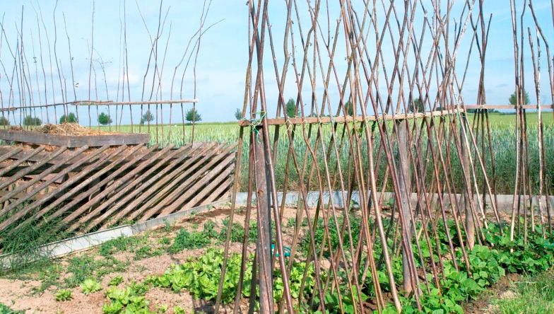 Ein Garten mit Holzgestellen für Kletterpflanzen und grünem Gemüse im Vordergrund.