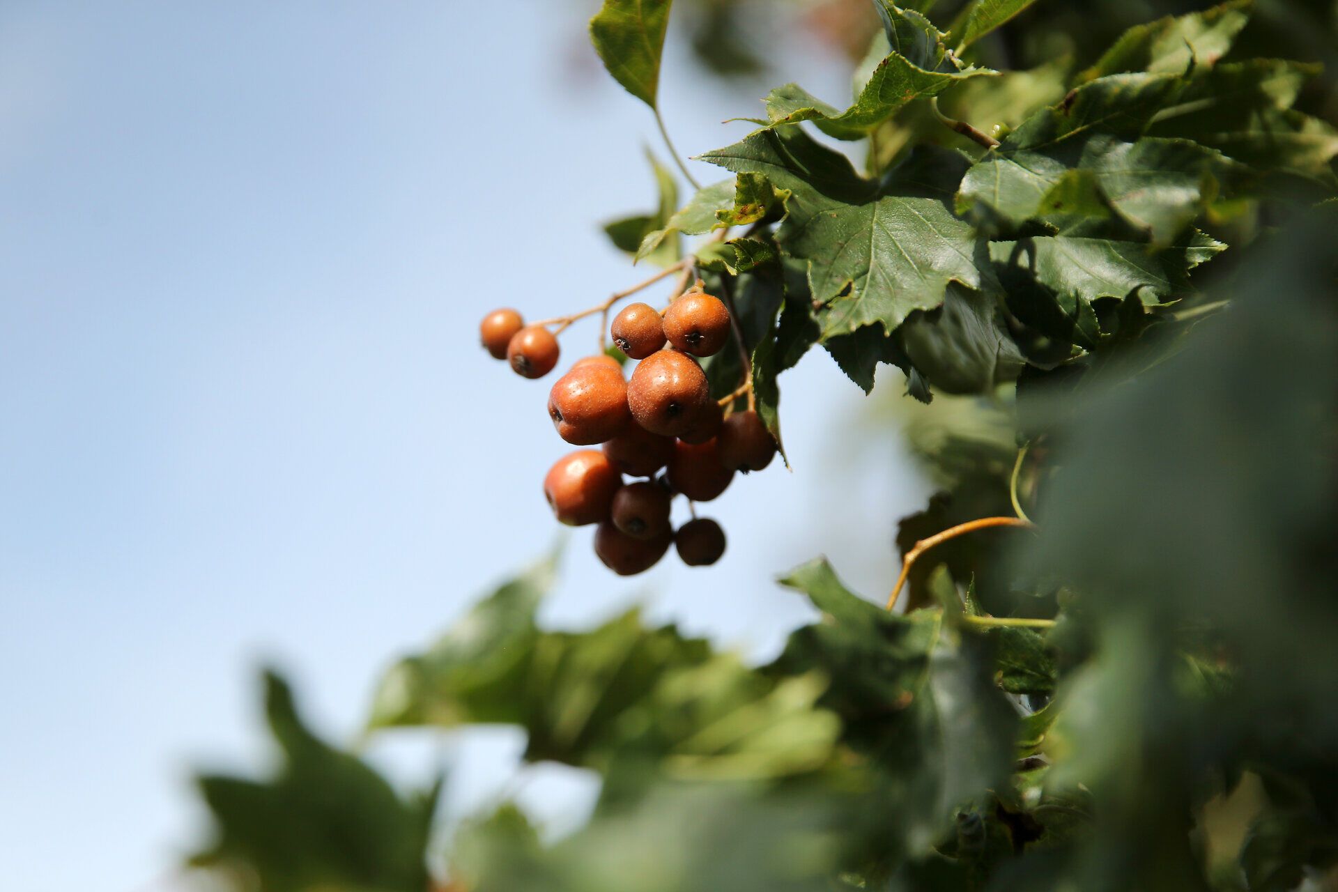 Die Elsbeere, mit ihren leuchtend orangefarbenen Früchten, hängt verführerisch zwischen den grünen Blättern. Diese besondere Pflanze ist ein Zeichen für die unberührte Natur und lädt Wanderer ein, die Schönheit der Umgebung zu entdecken.
