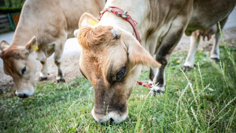 Vacation at the Zwergerlhof, &copy; schwarz-koenig.at