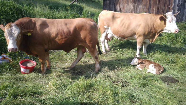 Organic farm Wiesbauer, &copy; Pfeffer