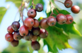 Elsbeere, &copy; Mostviertel Tourismus/@weinfranz.at