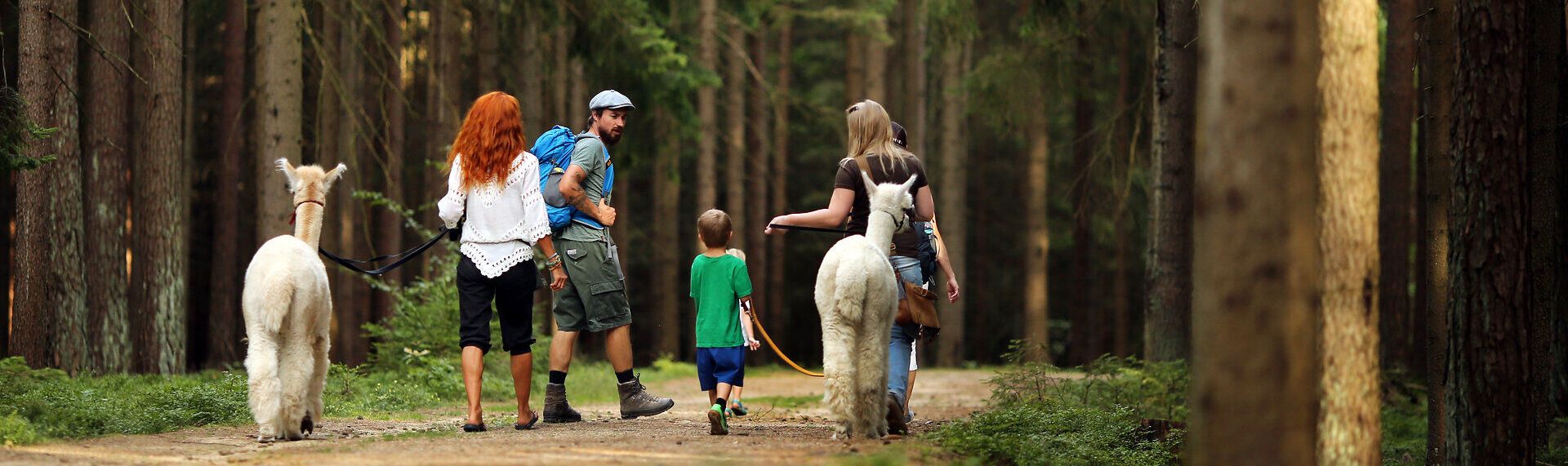 Eine Familie genießt einen entspannten Spaziergang durch den dichten Wald, während sie von zwei sanften Alpakas begleitet wird. Die frische Luft und das sanfte Licht der Nachmittagssonne schaffen eine harmonische Atmosphäre, die zum Verweilen einlädt.