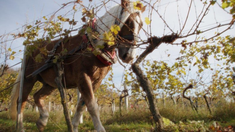 In the vineyard, © Winzer Mike Nährer