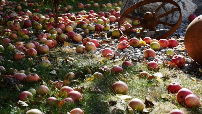 Fruit harvest, &copy; Landhof Lydia