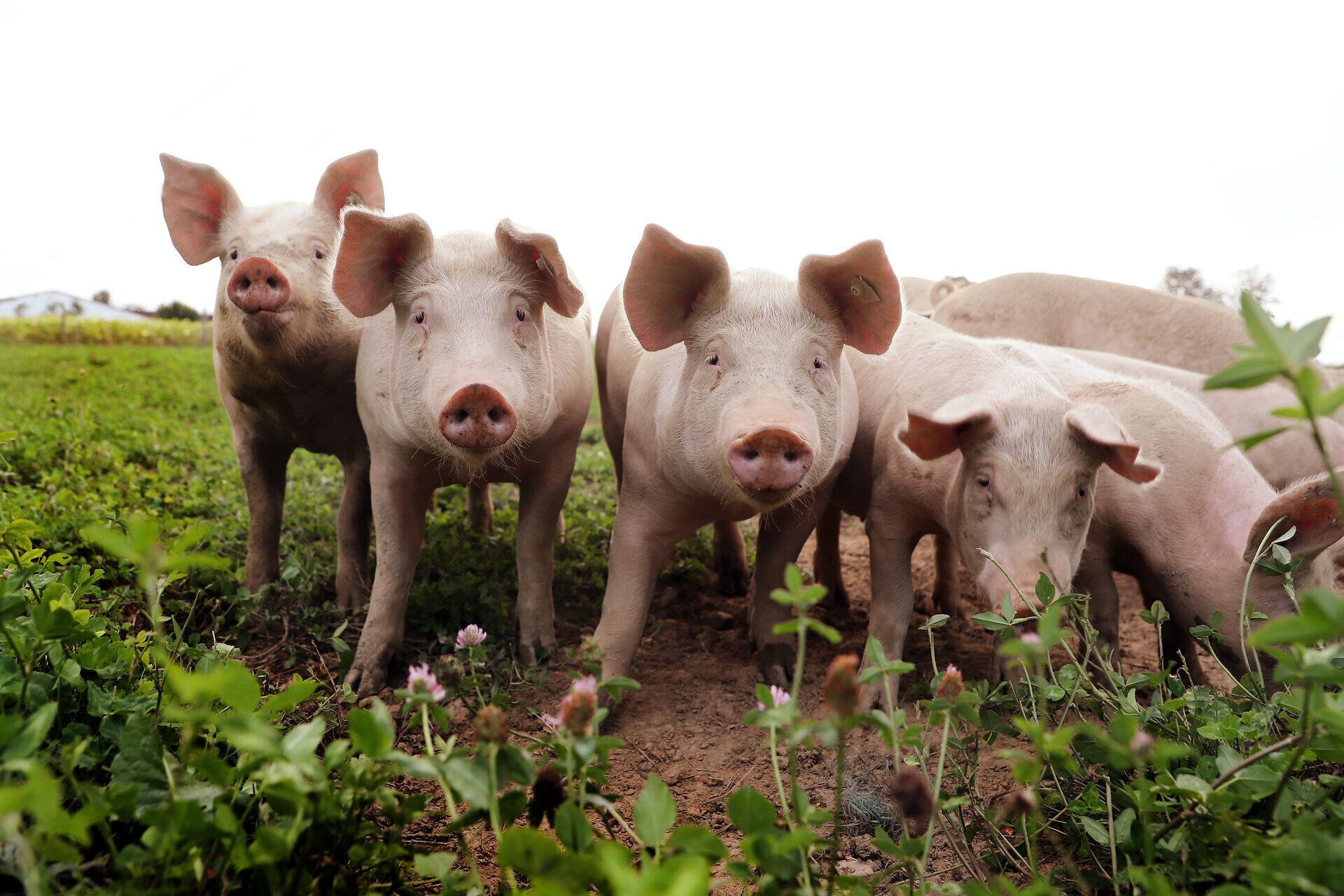 In der sanften Hügellandschaft grasen fröhliche Freilandschweine, die neugierig in die Kamera schauen. Umgeben von saftigem Grün und blühenden Pflanzen strahlt die Szenerie eine harmonische Ruhe aus, die den Besucher sofort in ihren Bann zieht. Hier, wo die Natur und die Tierhaltung Hand in Hand gehen, wird die Liebe zur Landwirtschaft spürbar.