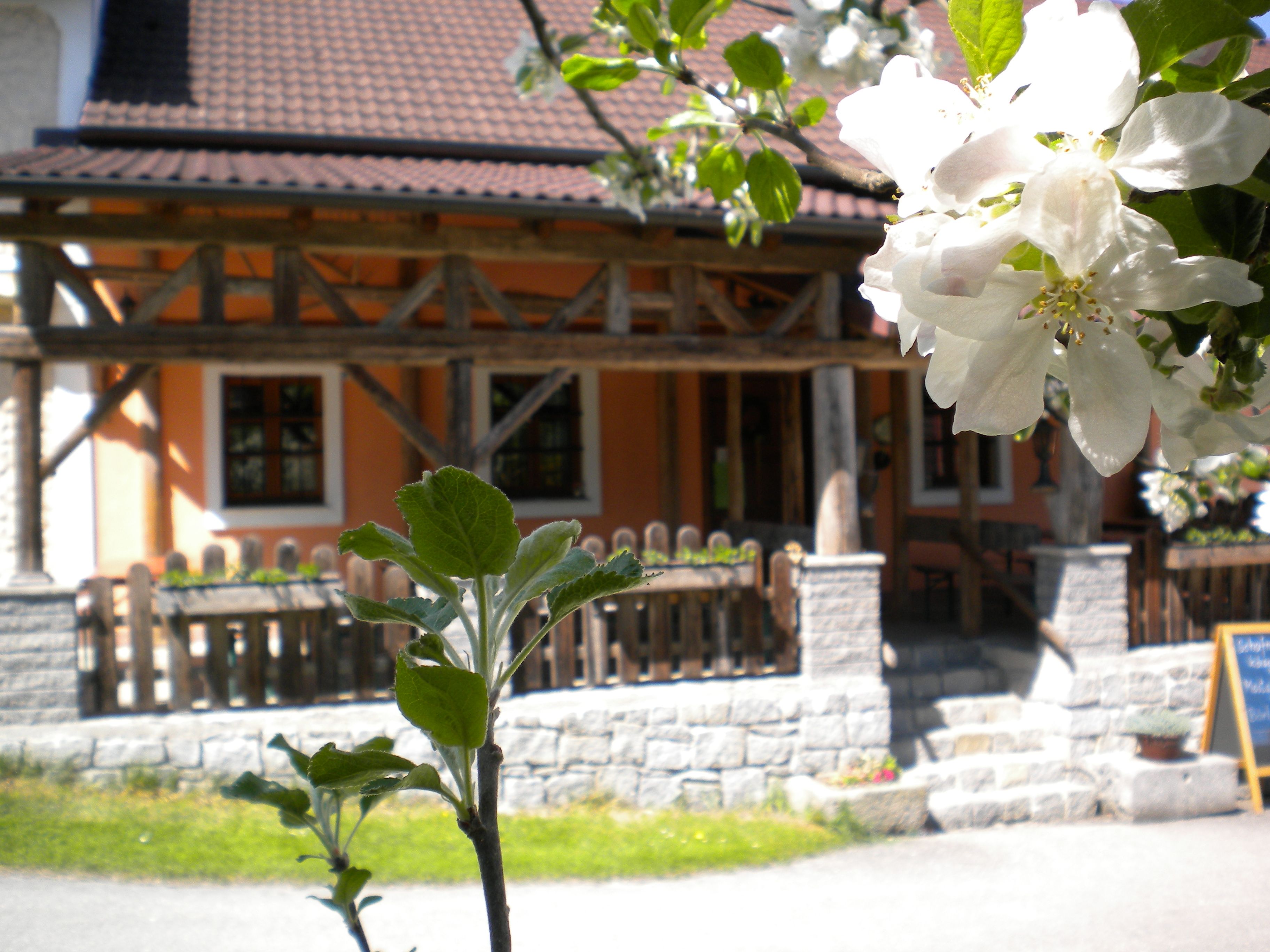 Blühender Apfelbaum vor einem traditionellen Gebäude mit Holzelementen.