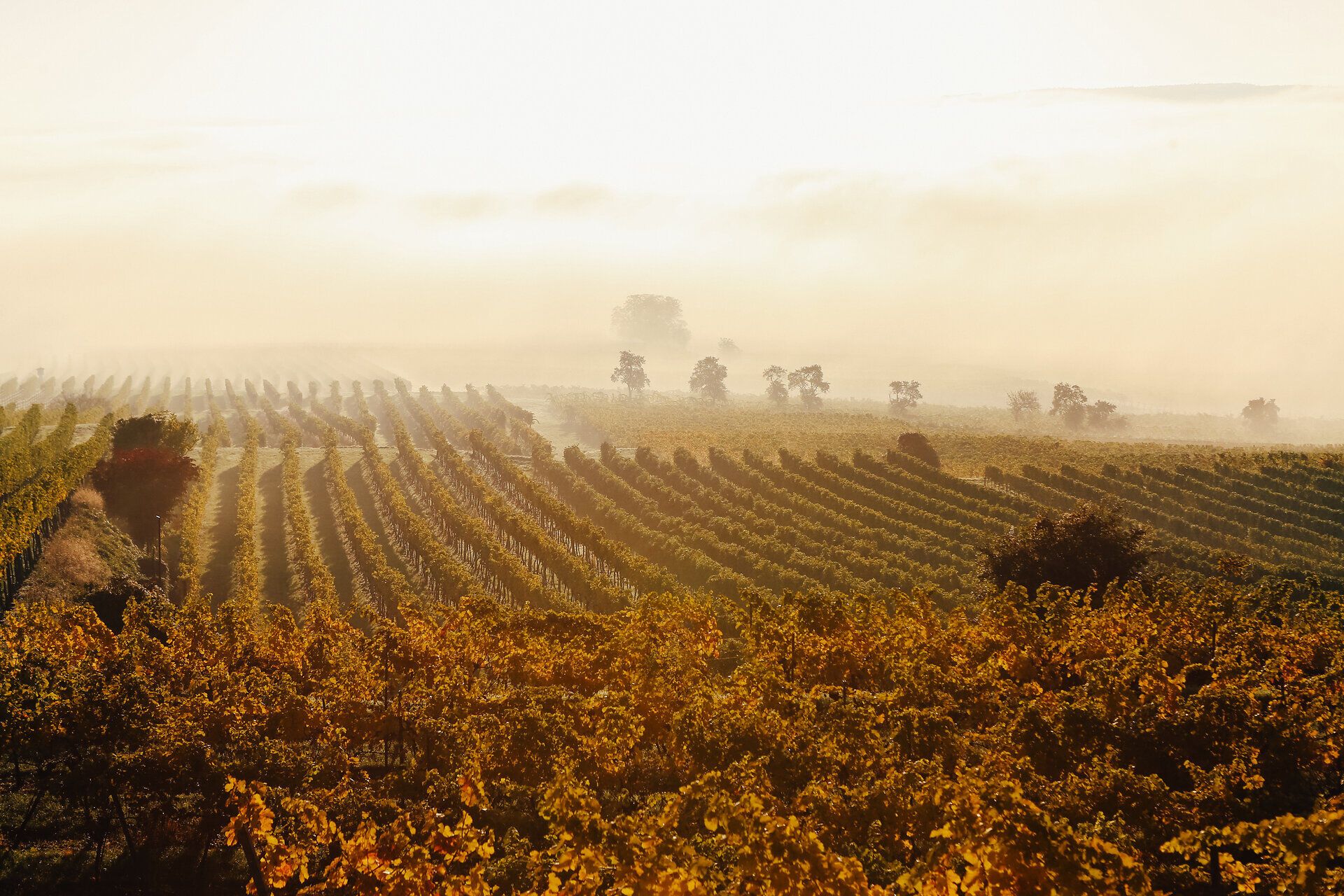 Die sanften Hügel des Traisentals sind in warmes Licht getaucht, während die Weinreben in goldenen und grünen Tönen leuchten. Ein Gefühl von Ruhe und Harmonie durchzieht die Landschaft, die zur Erntezeit ein wahres Fest für die Sinne bietet.
